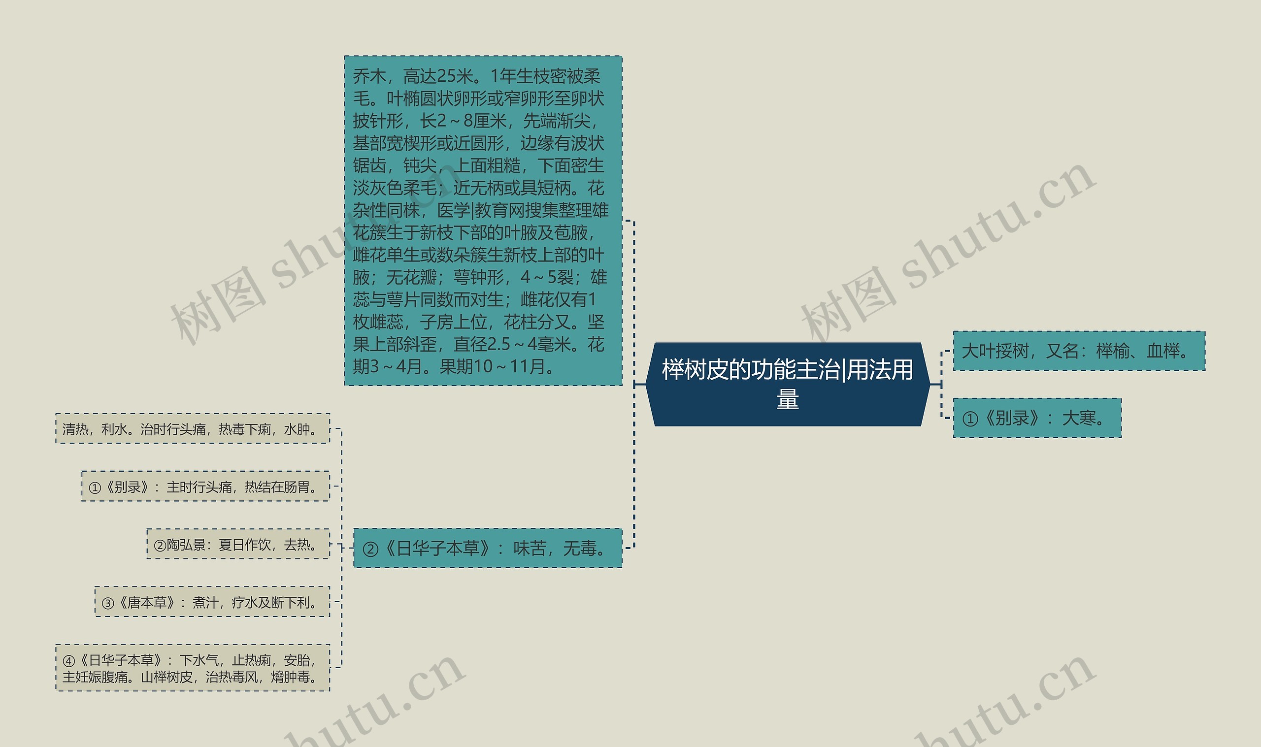 榉树皮的功能主治|用法用量 榉树皮的功能主治|用法用量