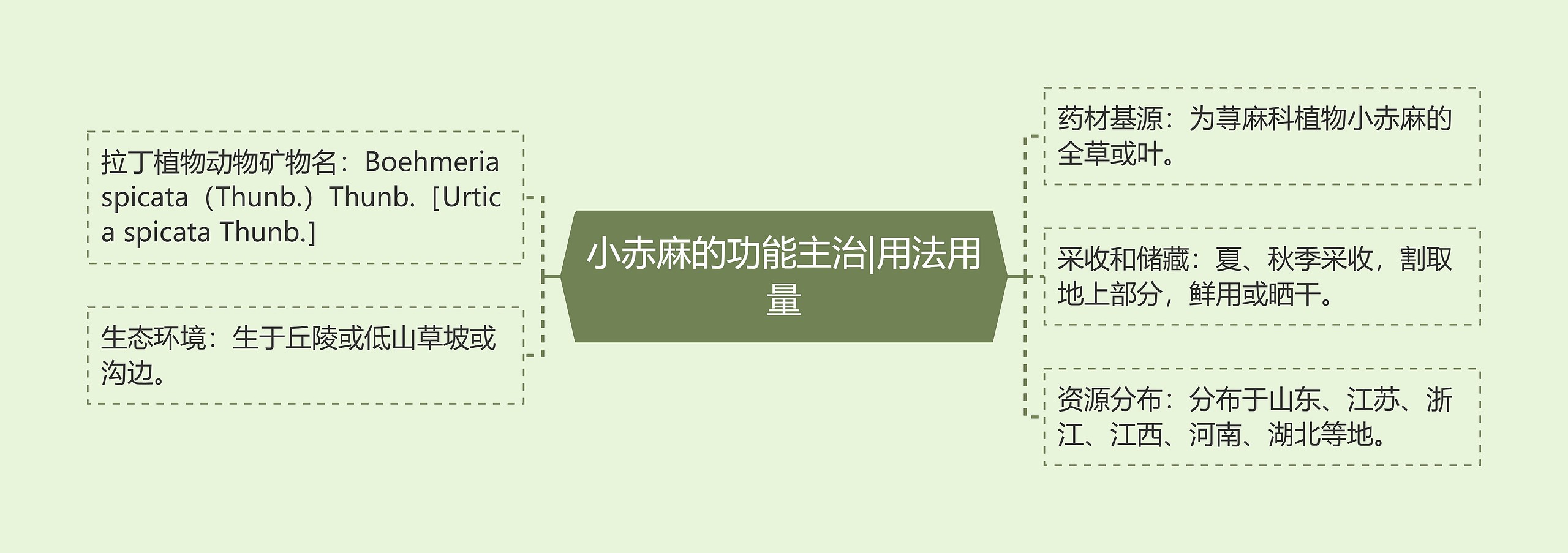 小赤麻的功能主治|用法用量思维导图