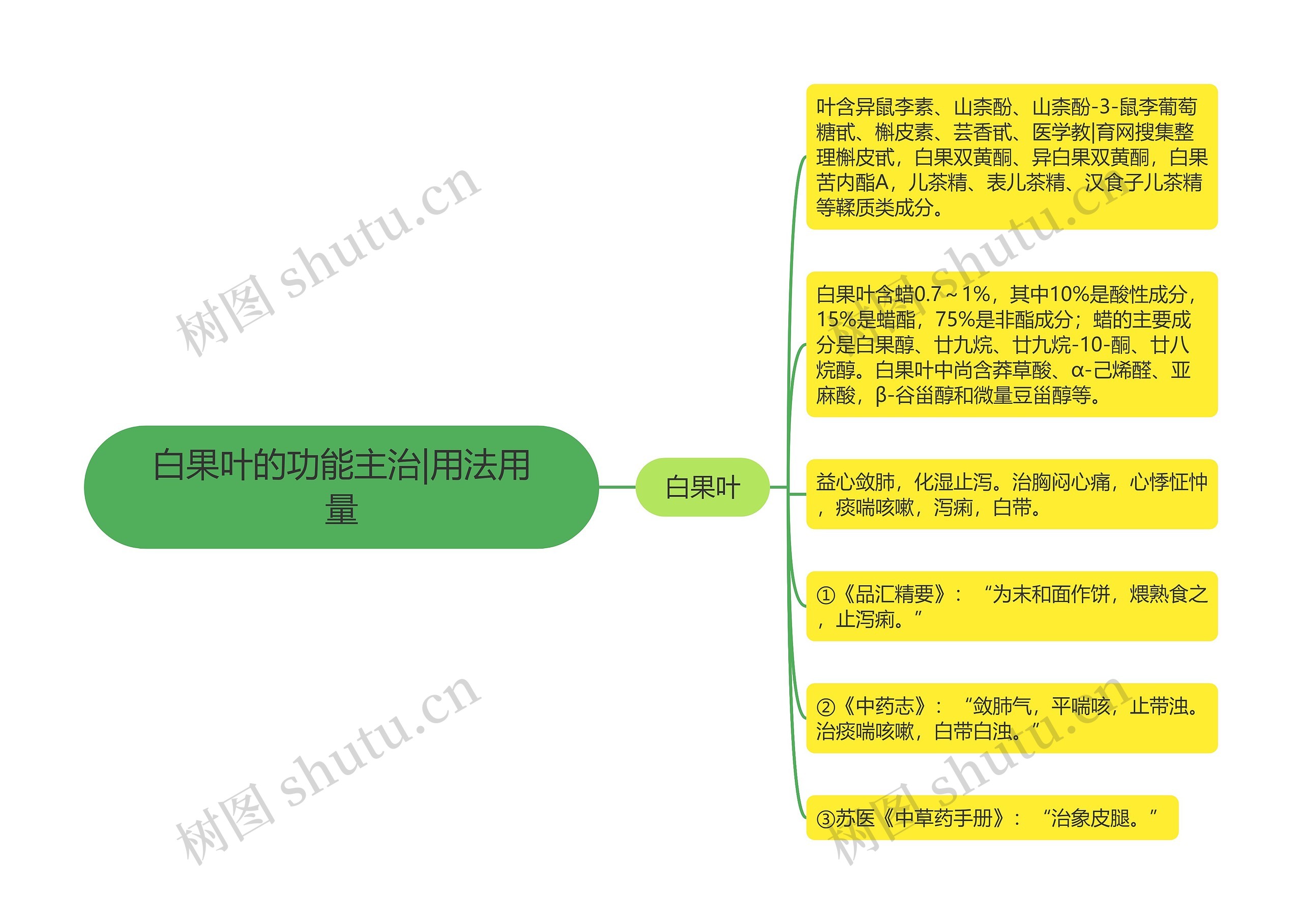 白果叶的功能主治|用法用量