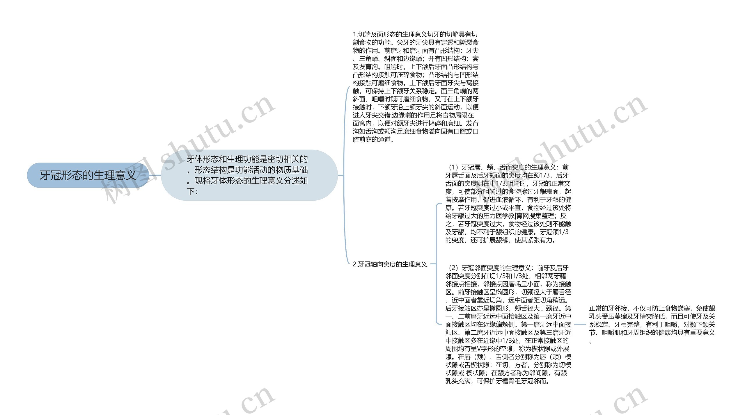 牙冠形态的生理意义思维导图