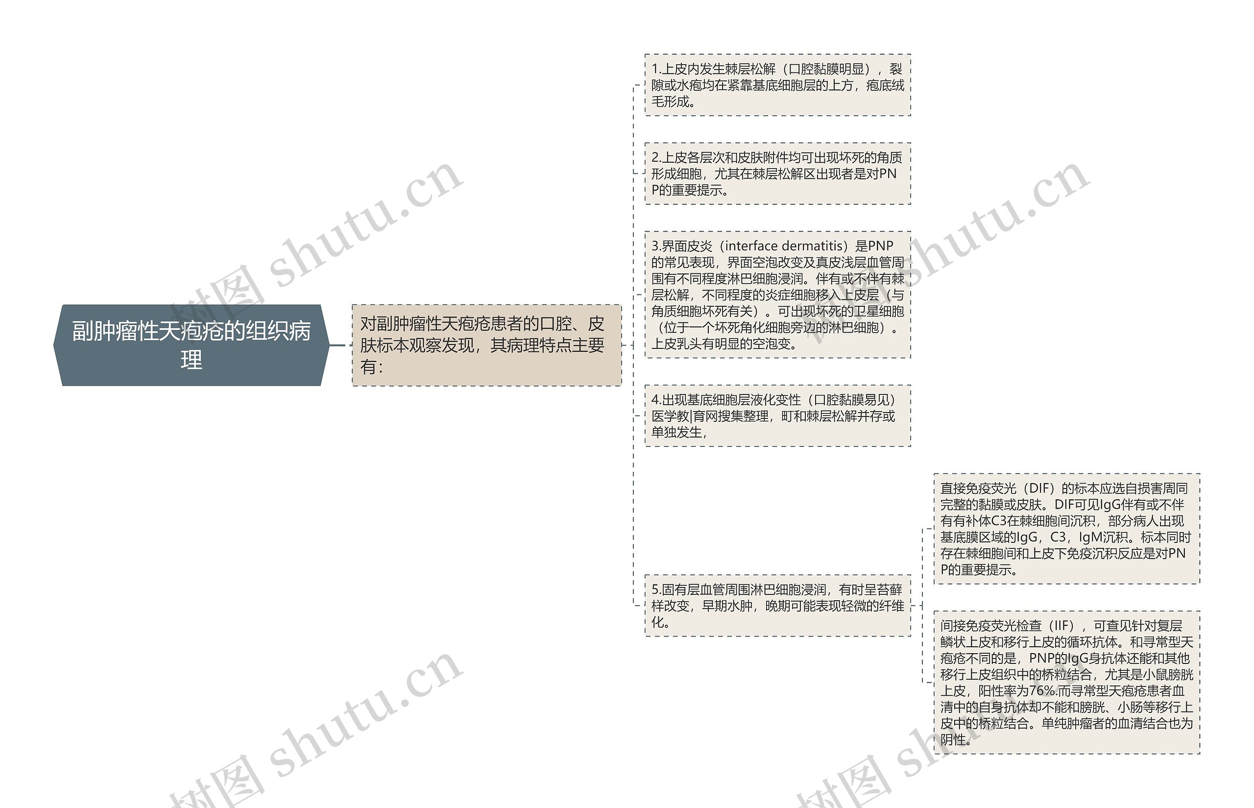 副肿瘤性天疱疮的组织病理思维导图