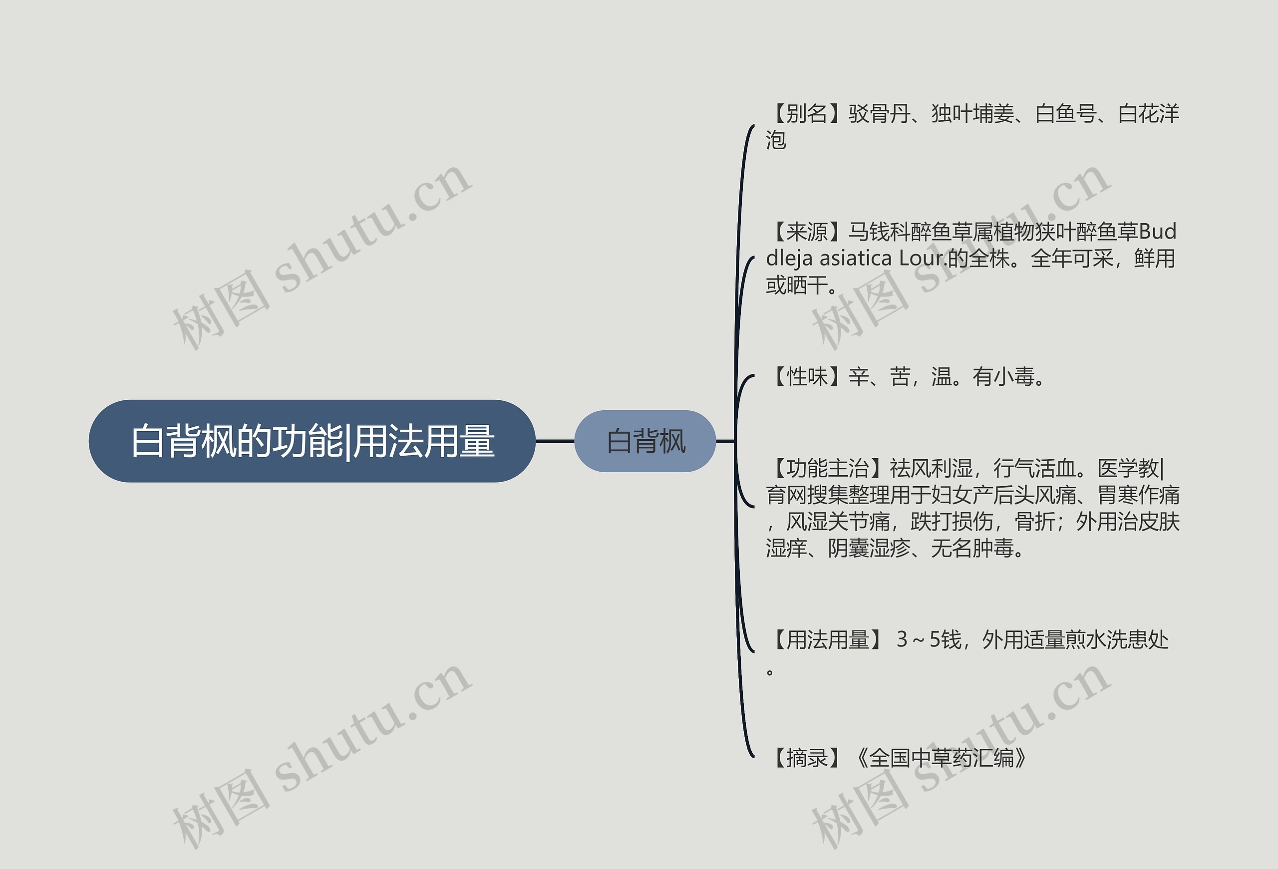 白背枫的功能|用法用量