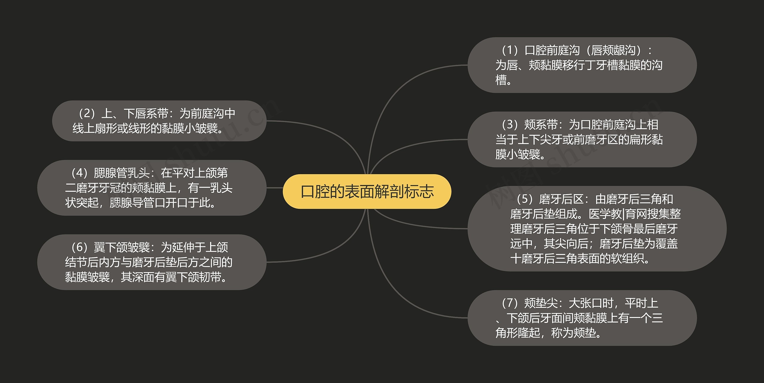 口腔的表面解剖标志