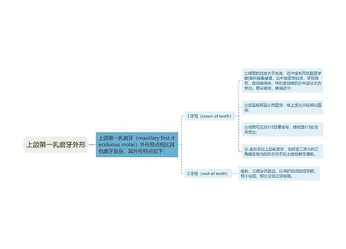 上颌第一乳磨牙外形