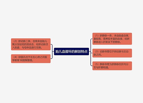 胎儿血循环的解剖特点