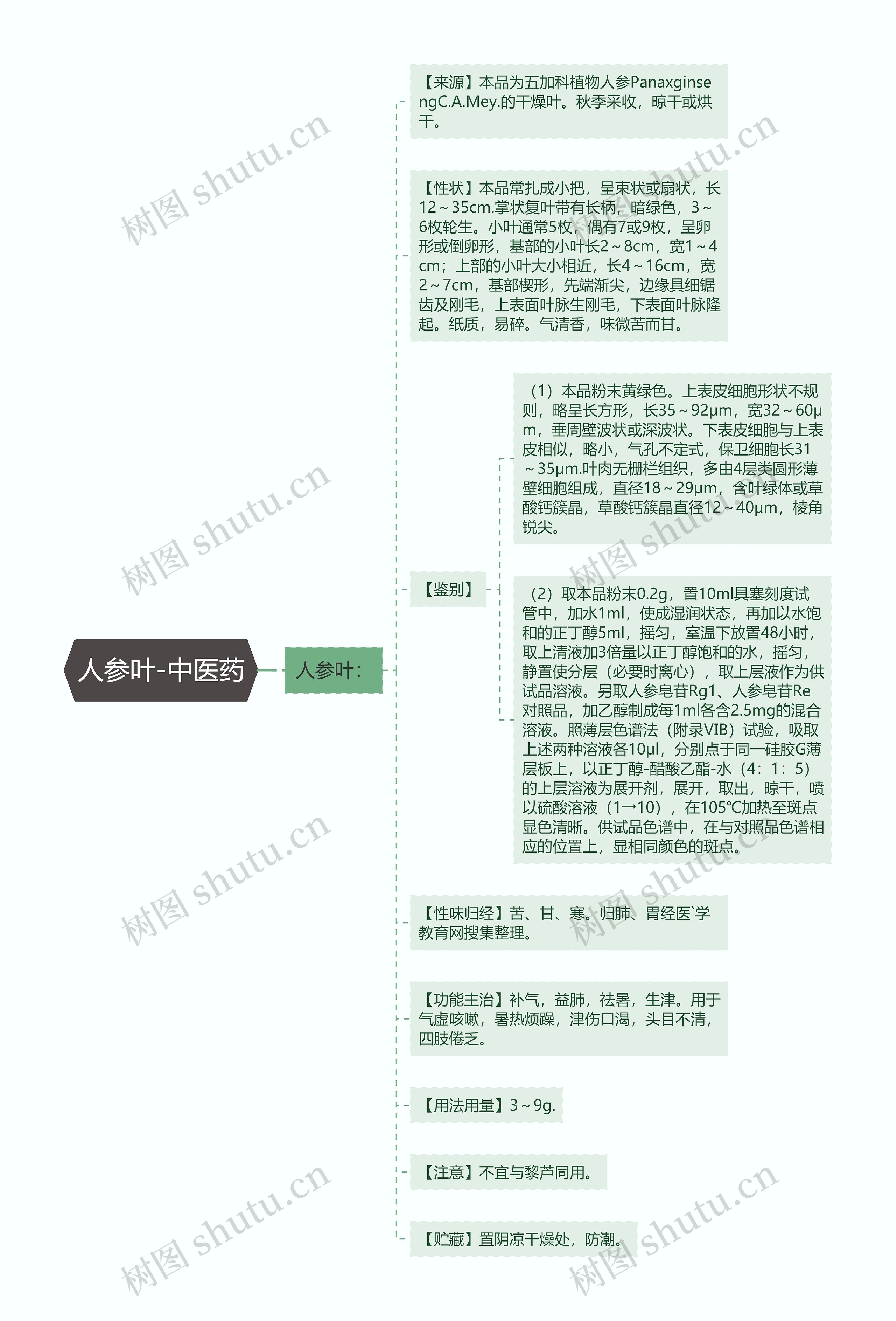 人参叶-中医药