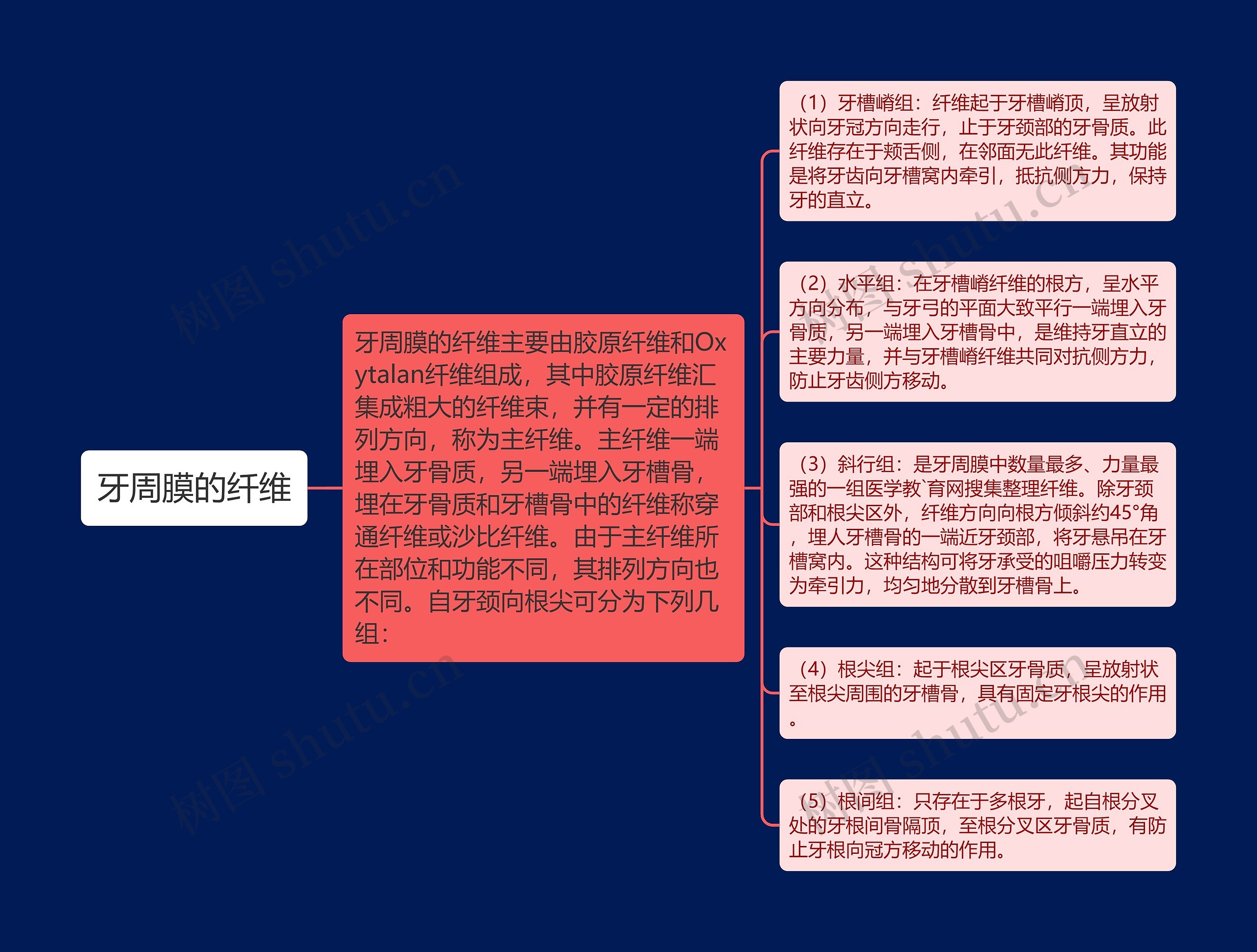 牙周膜的纤维思维导图