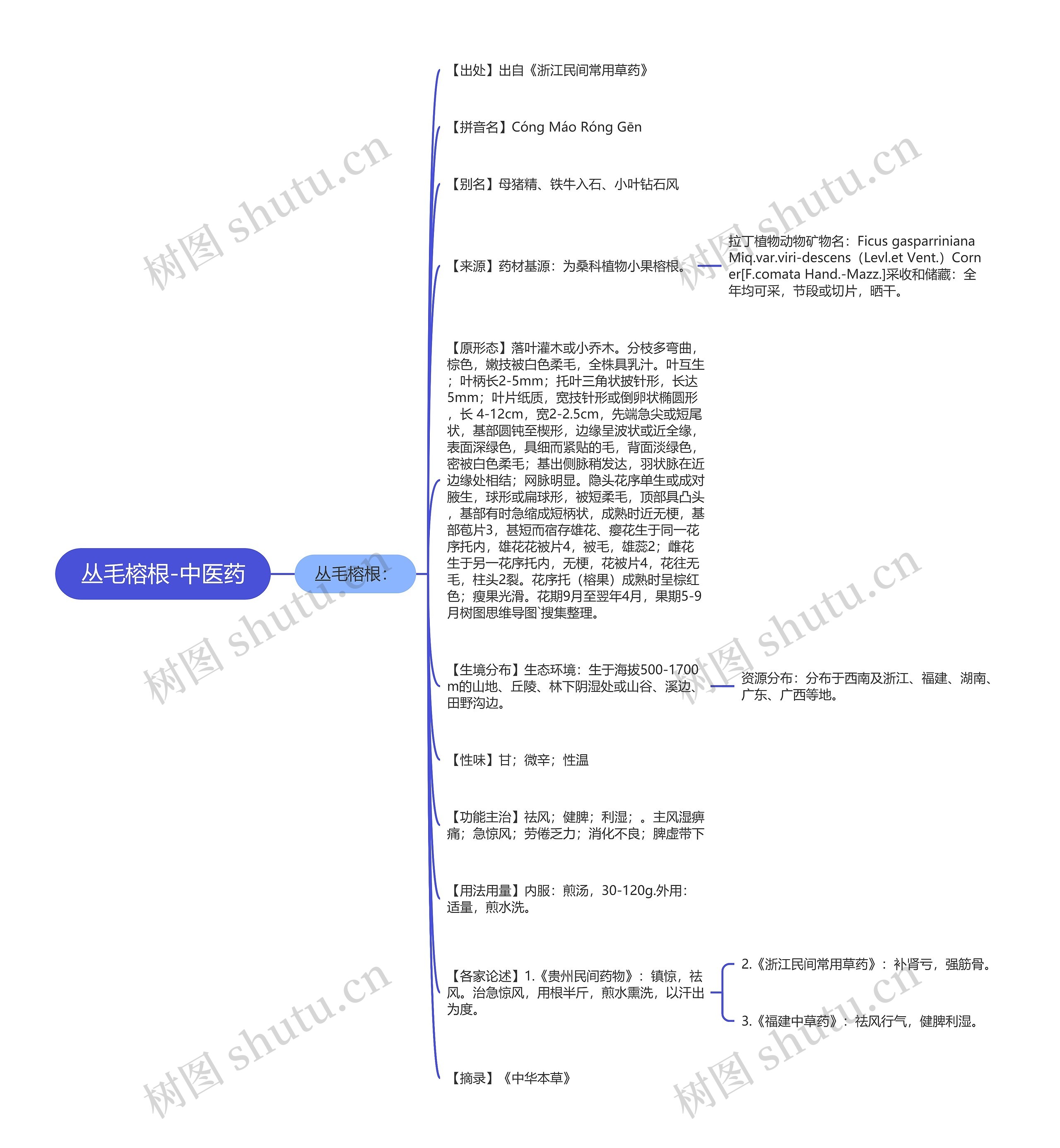 丛毛榕根-中医药 丛毛榕根-中医药