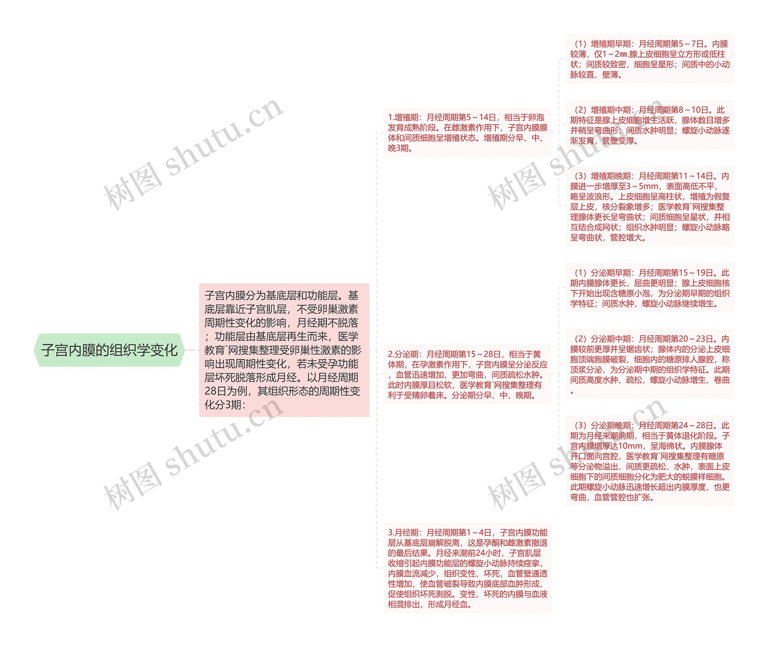 子宫内膜的组织学变化