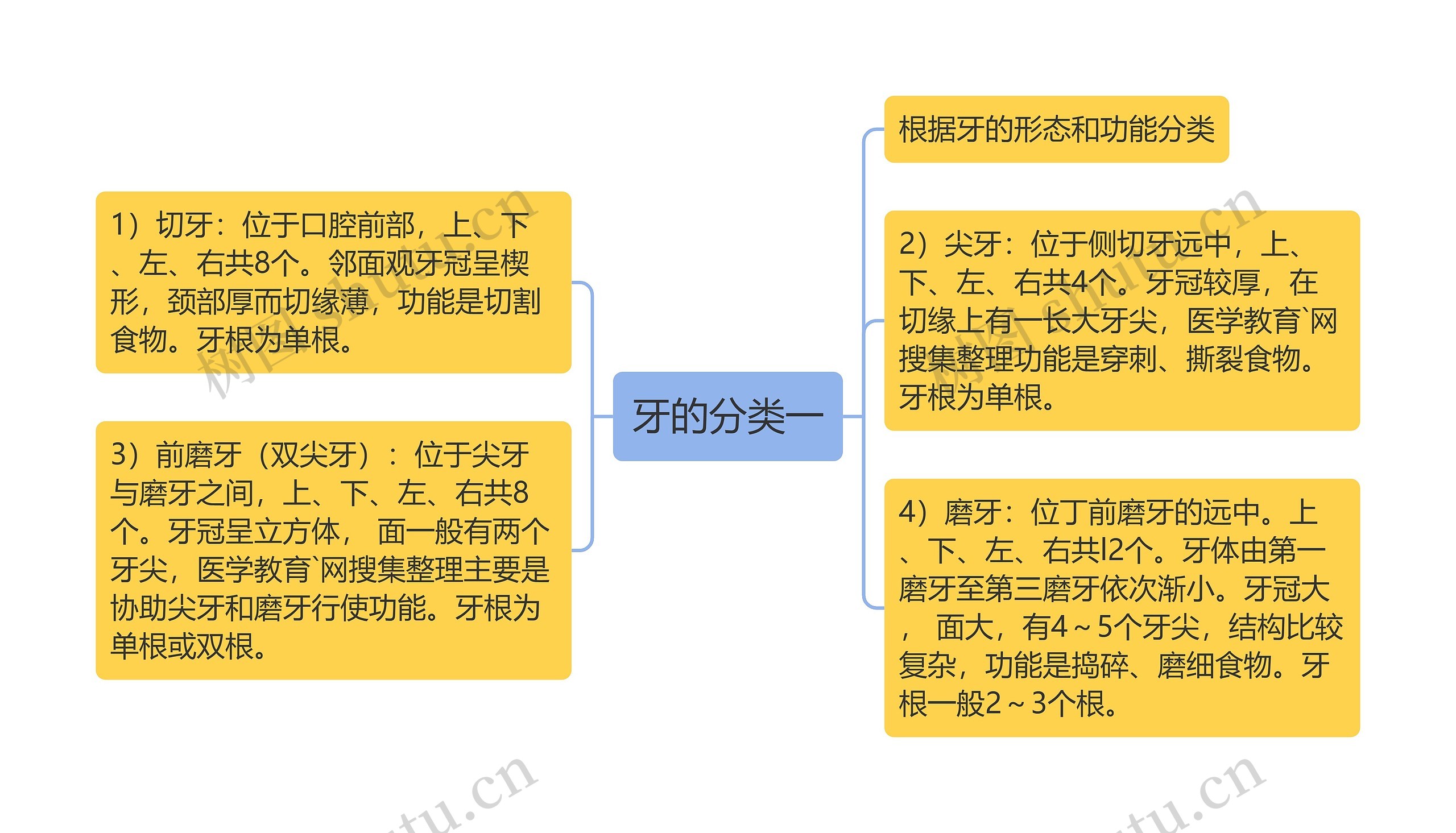 牙的分类一思维导图