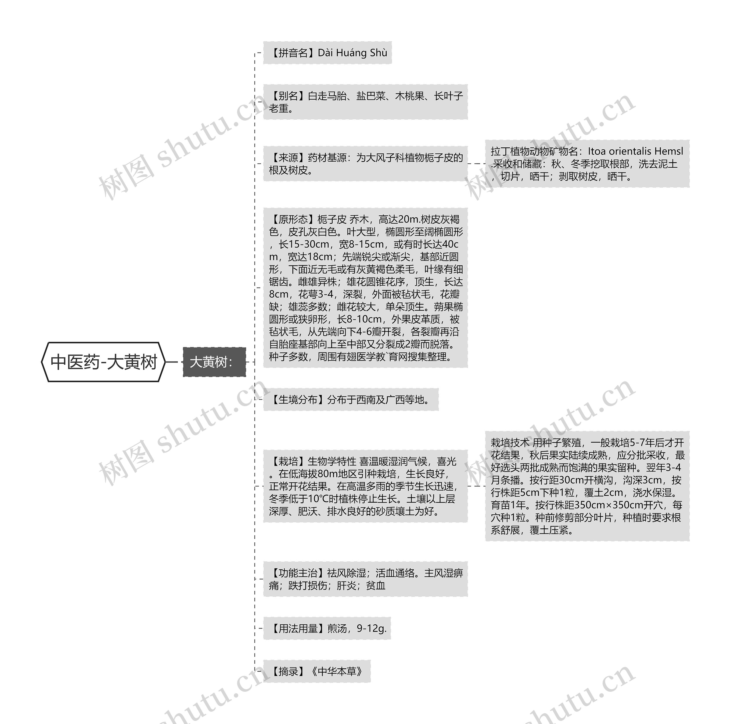 中医药-大黄树思维导图