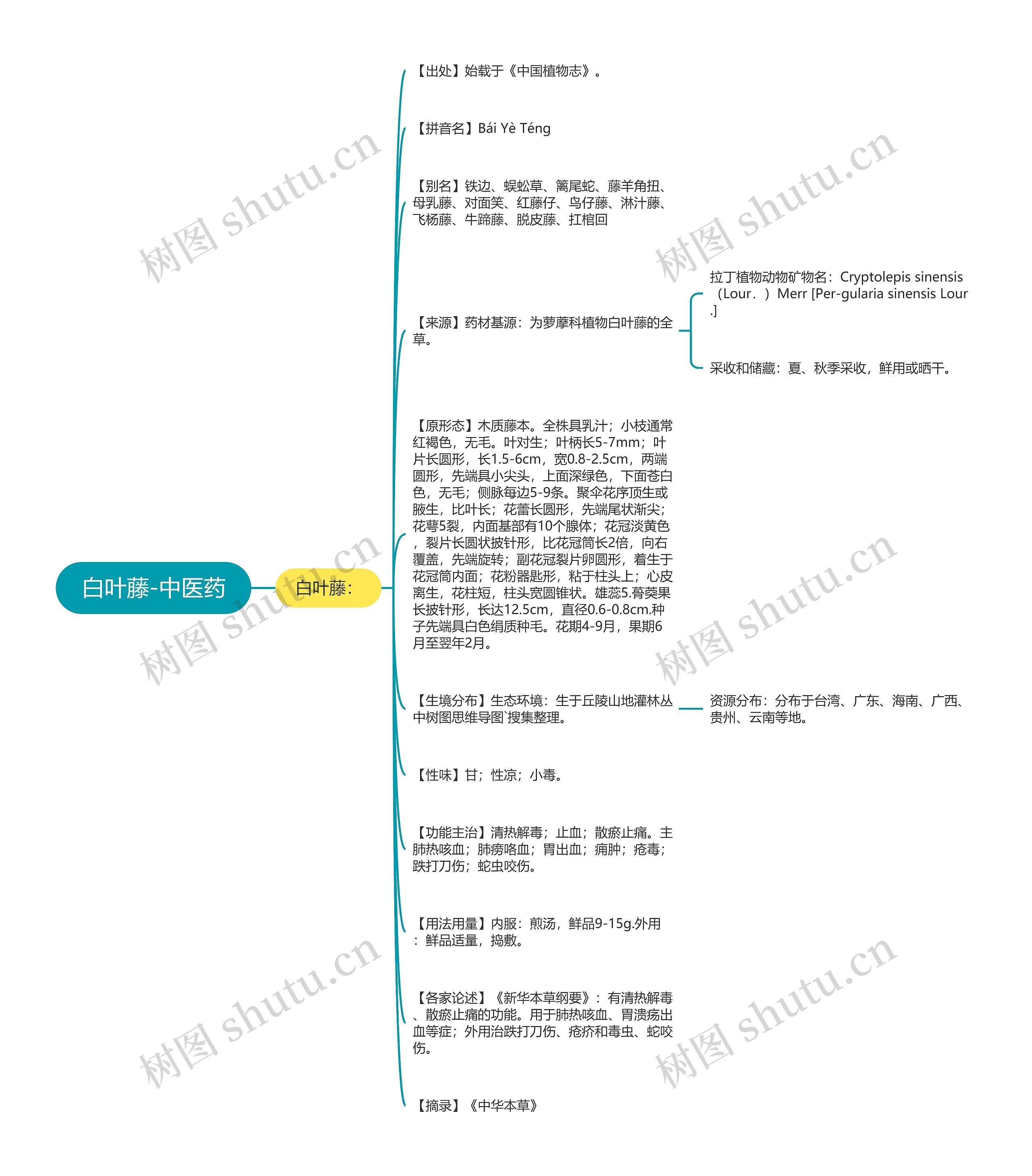 白叶藤-中医药思维导图