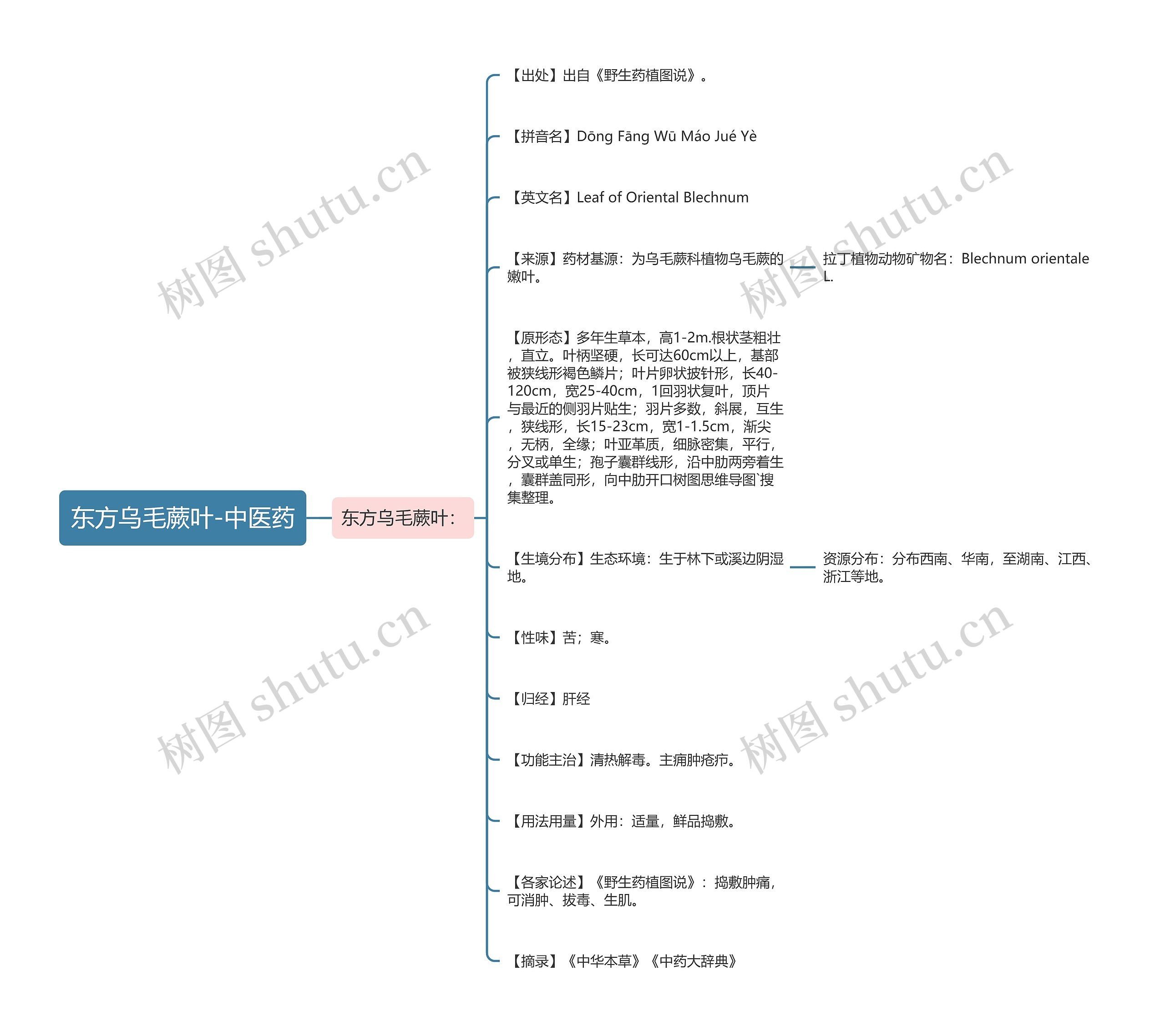 东方乌毛蕨叶-中医药 东方乌毛蕨叶-中医药