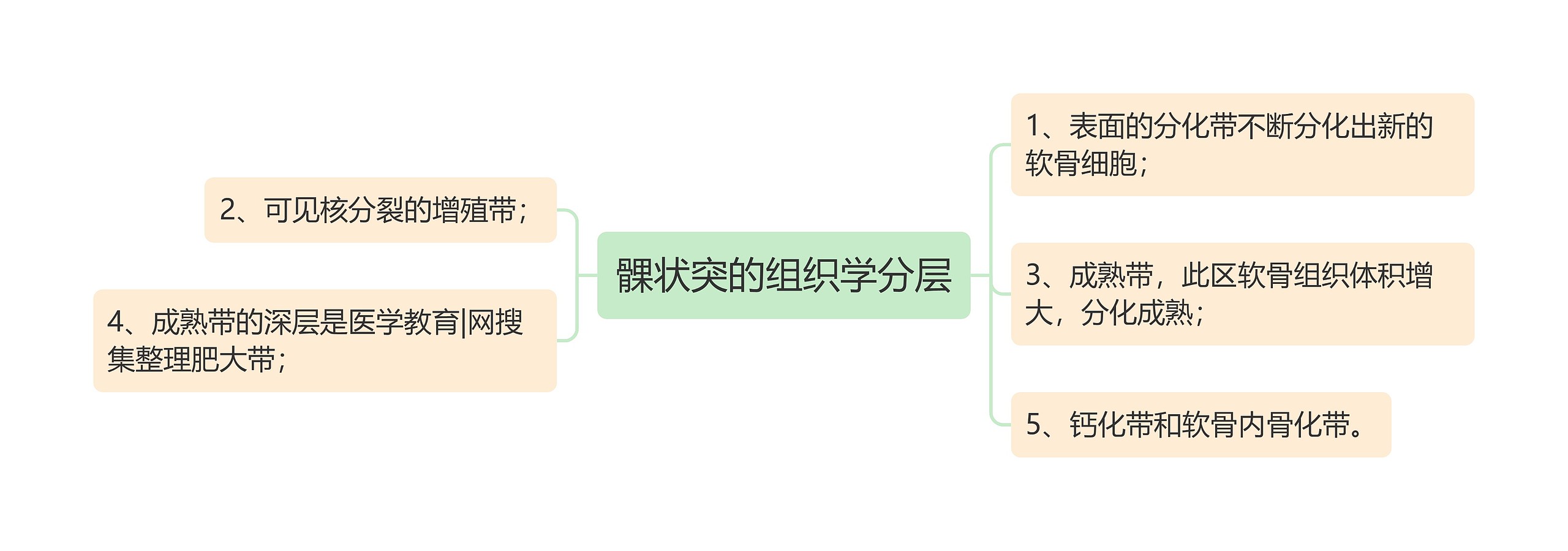 髁状突的组织学分层思维导图