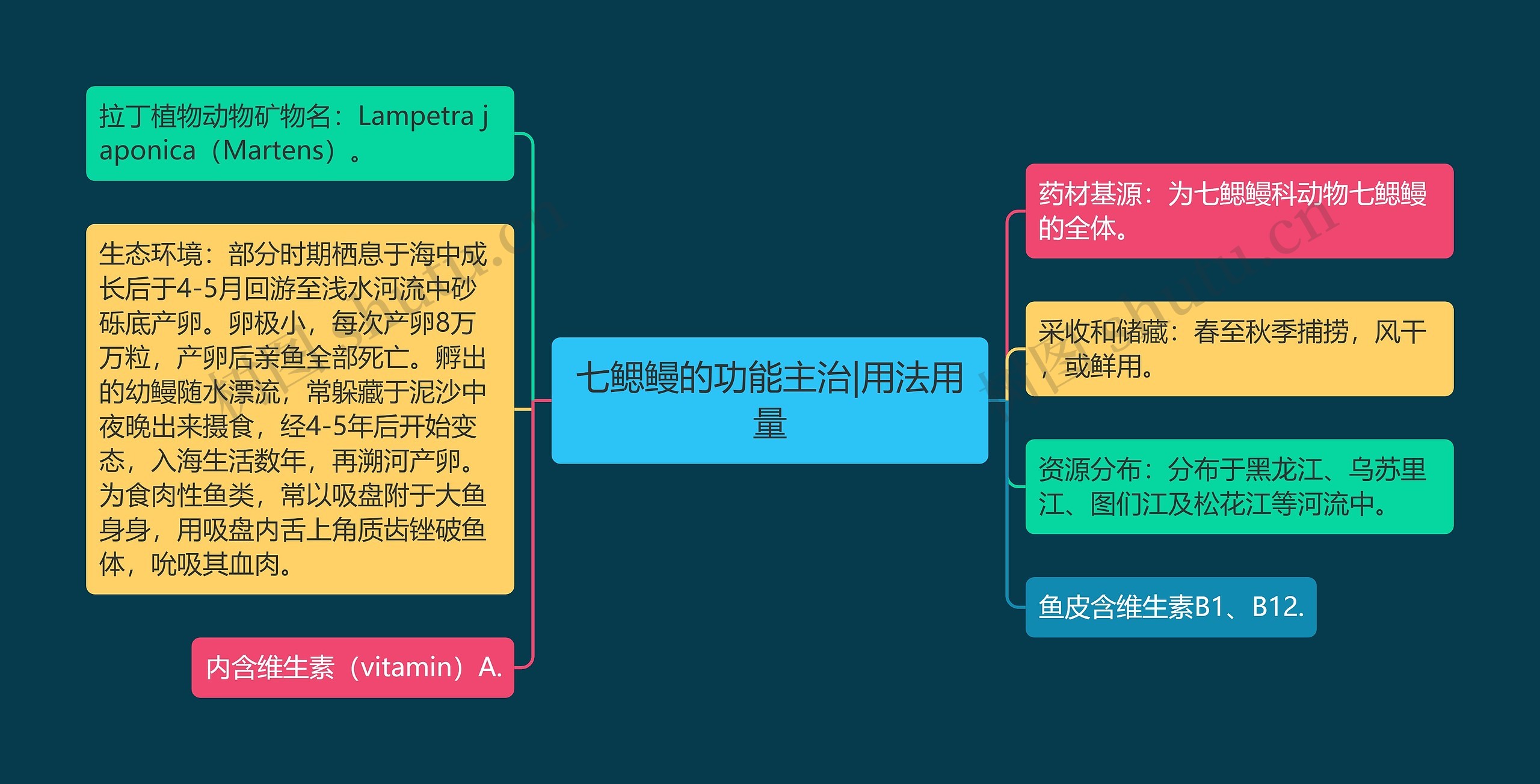 七鳃鳗的功能主治|用法用量思维导图