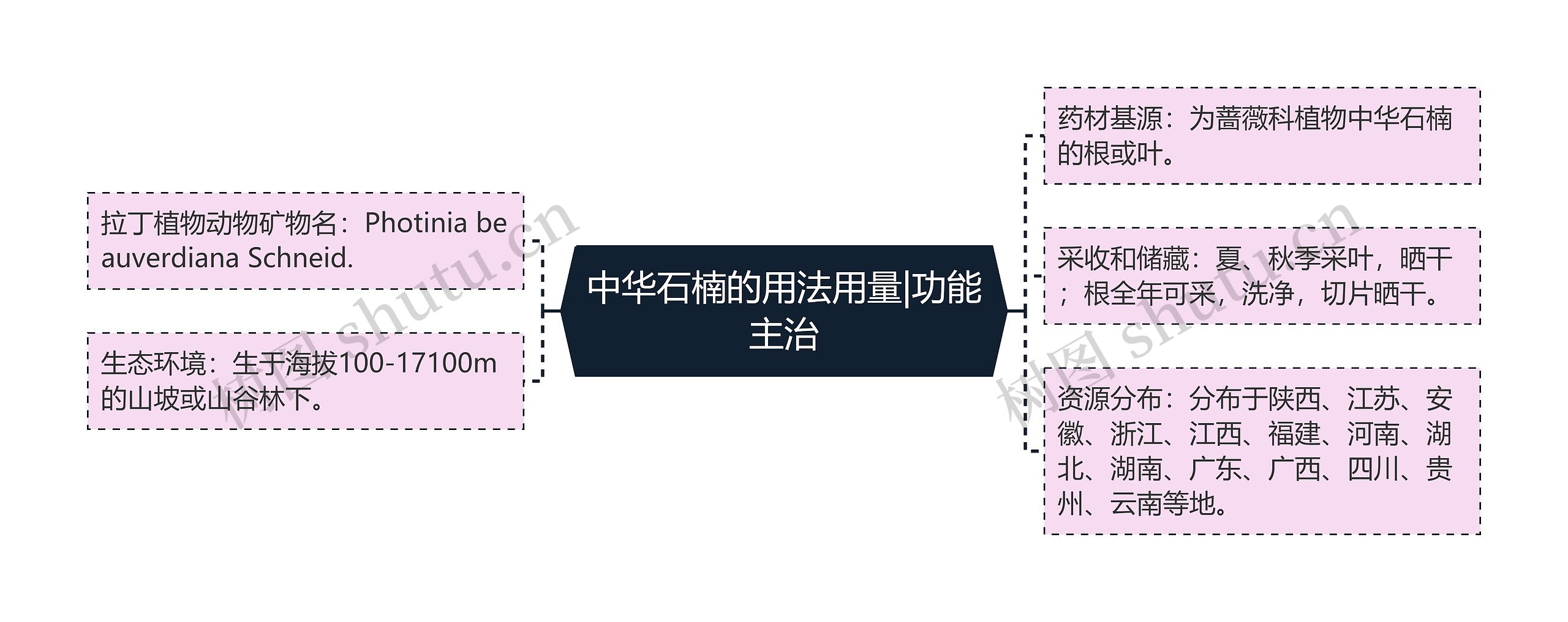 中华石楠的用法用量|功能主治思维导图