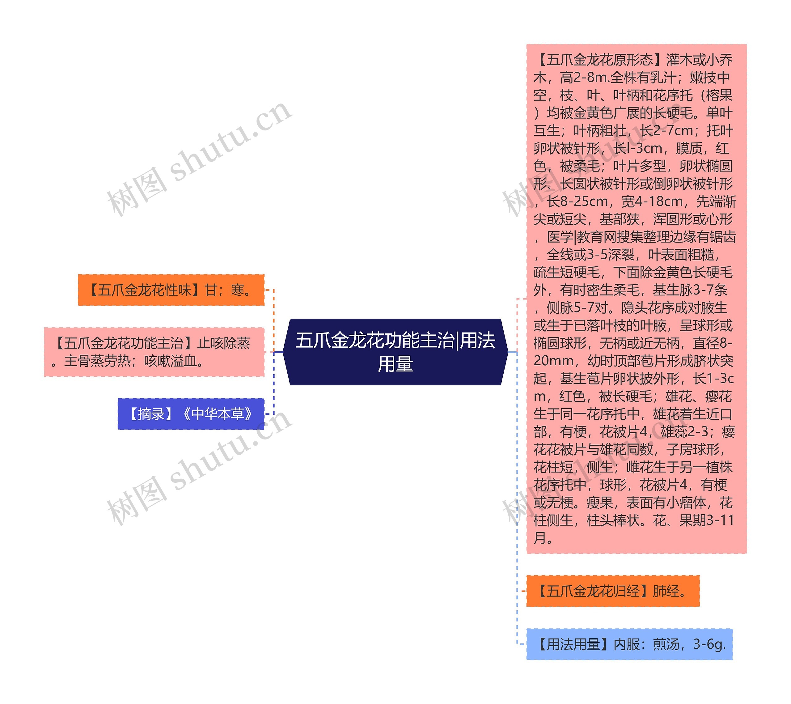 五爪金龙花功能主治|用法用量思维导图