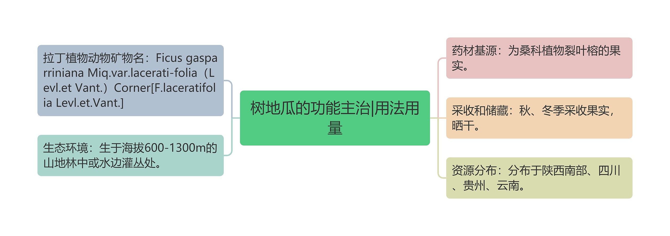 树地瓜的功能主治|用法用量 树地瓜的功能主治|用法用量