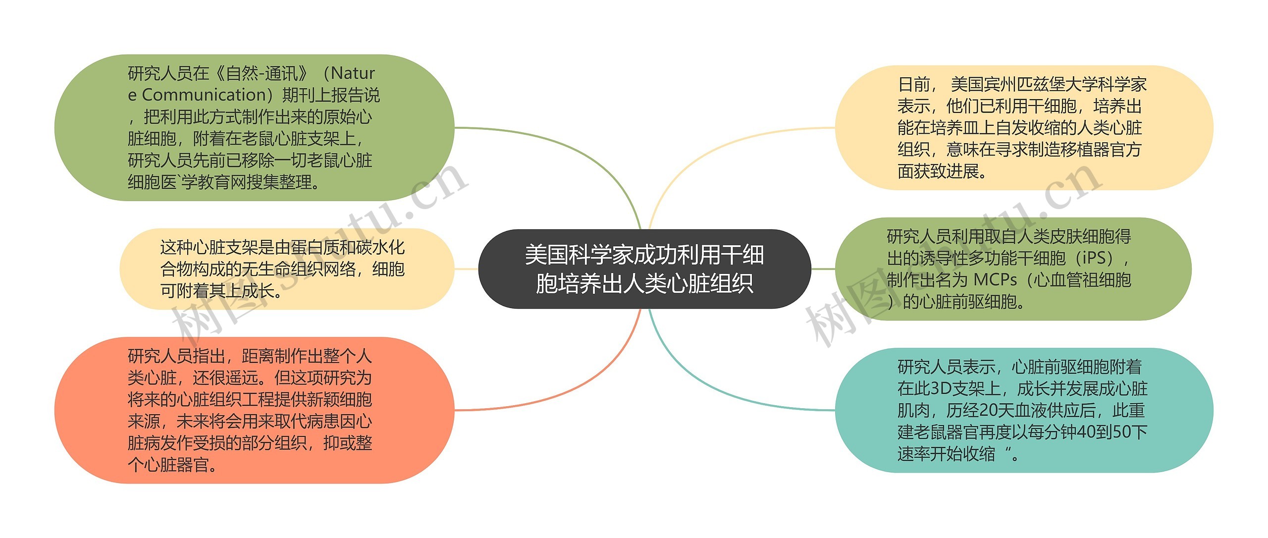 美国科学家成功利用干细胞培养出人类心脏组织