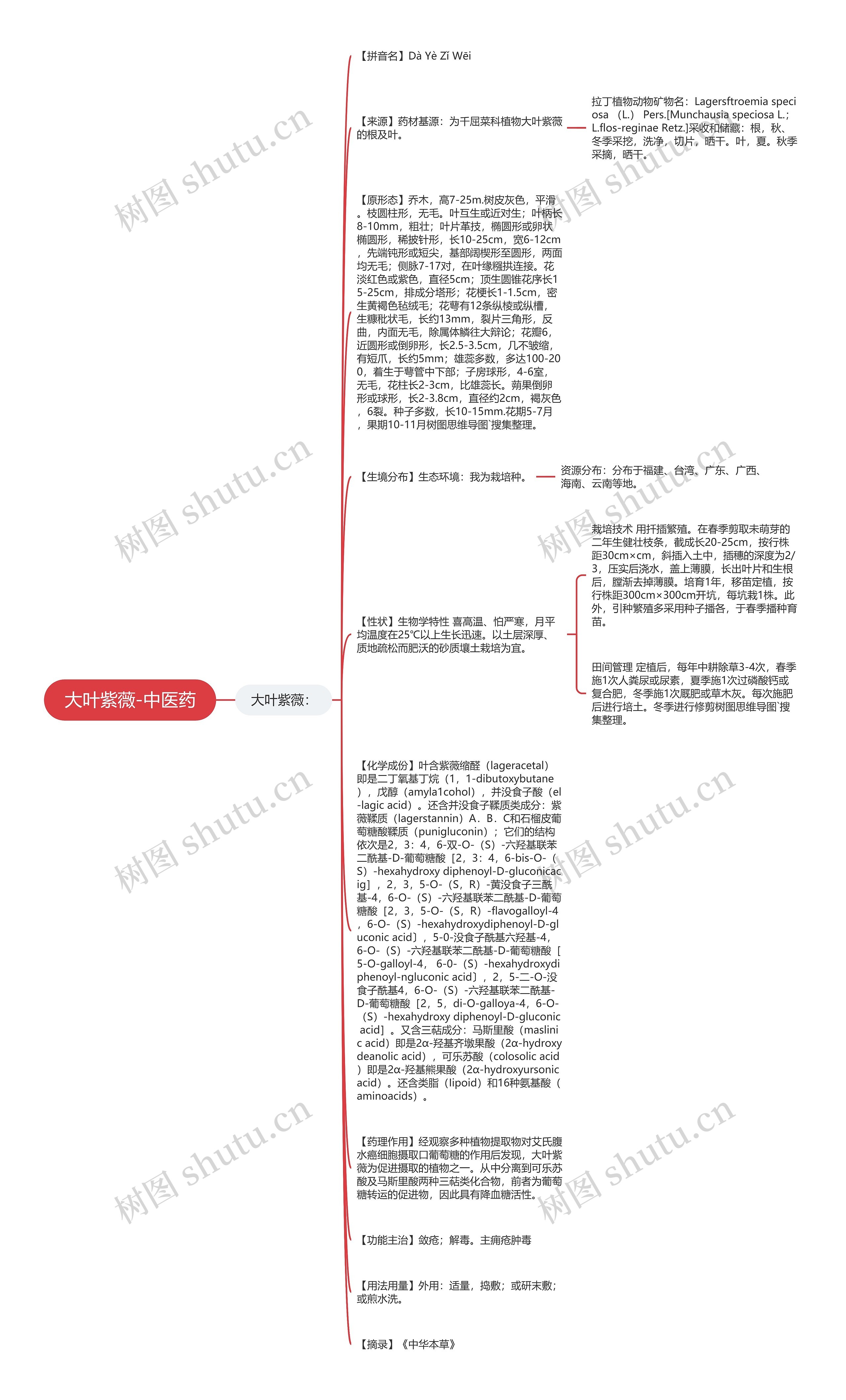 大叶紫薇-中医药思维导图
