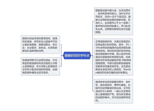 腮腺的组织学特点