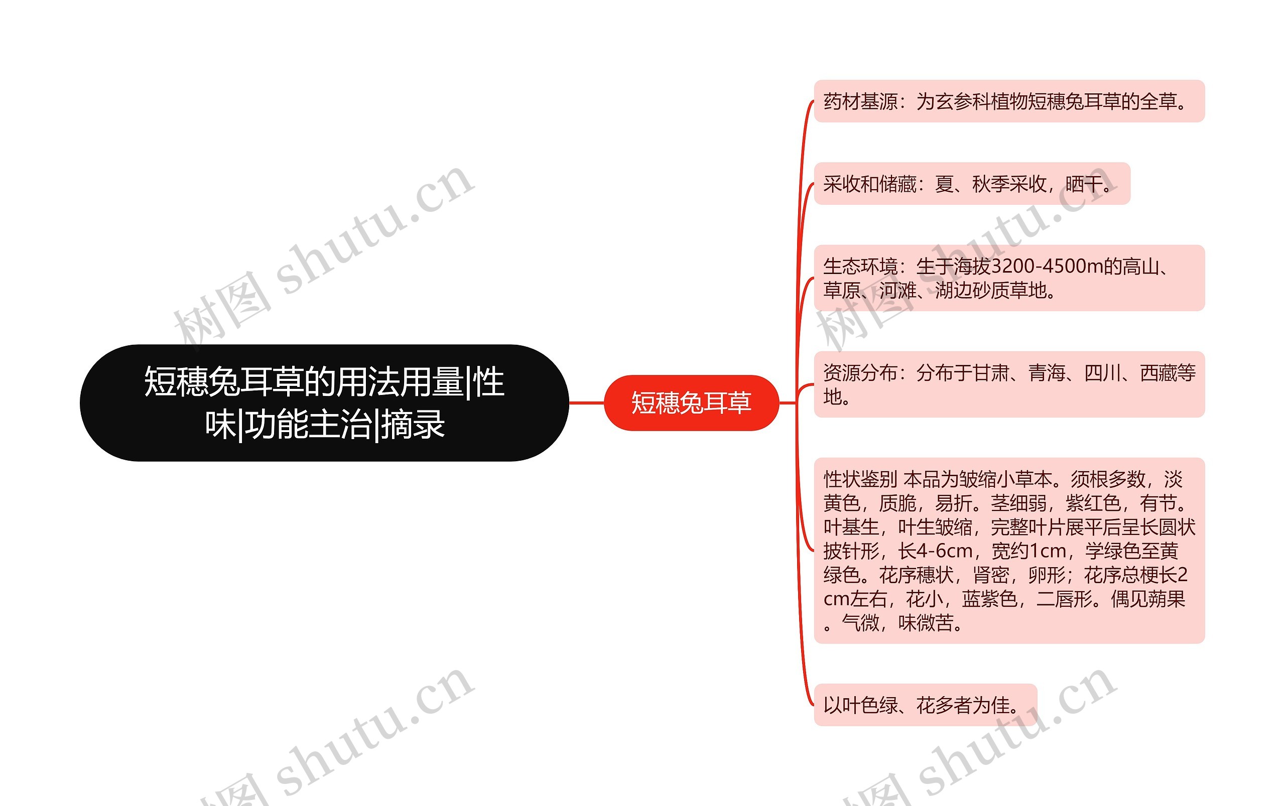 短穗兔耳草的用法用量|性味|功能主治|摘录思维导图