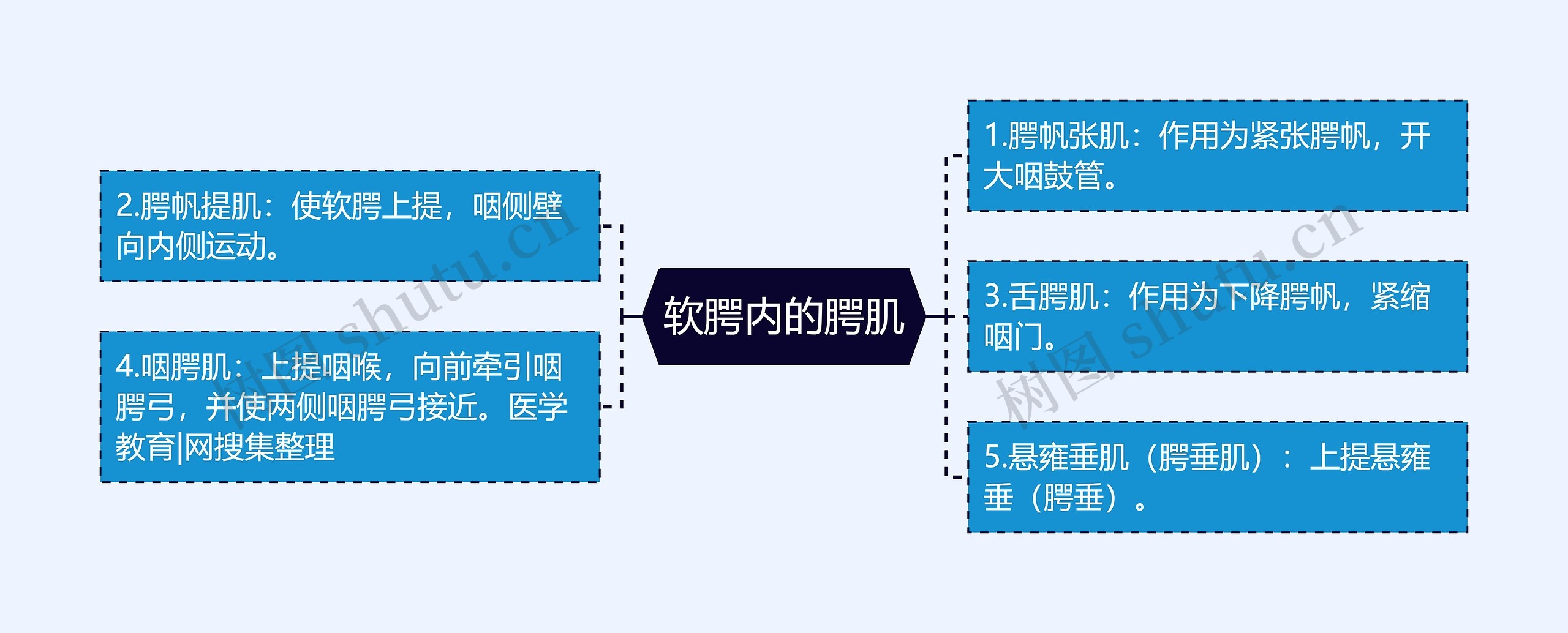 软腭内的腭肌 软腭内的腭肌