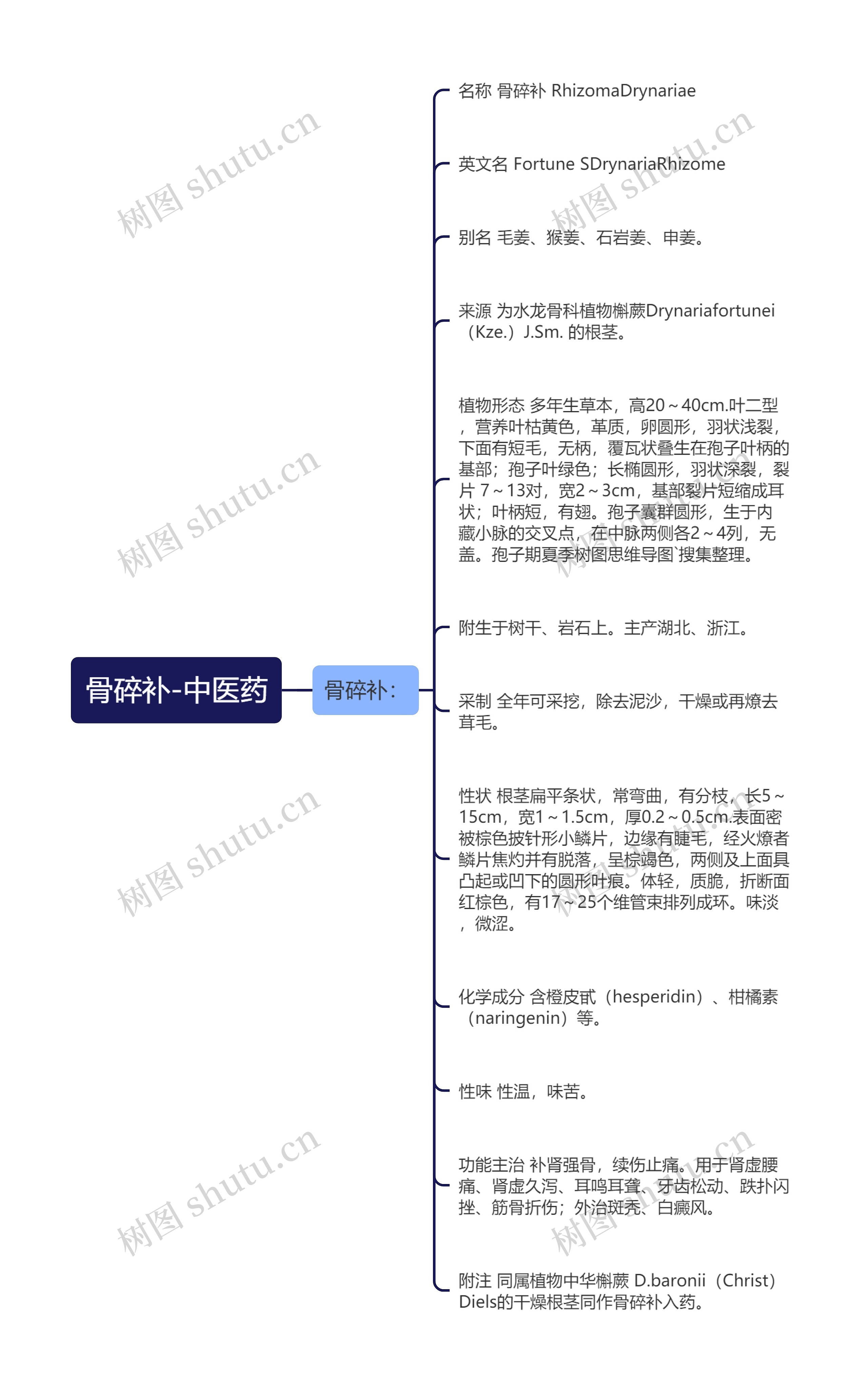 骨碎补-中医药思维导图