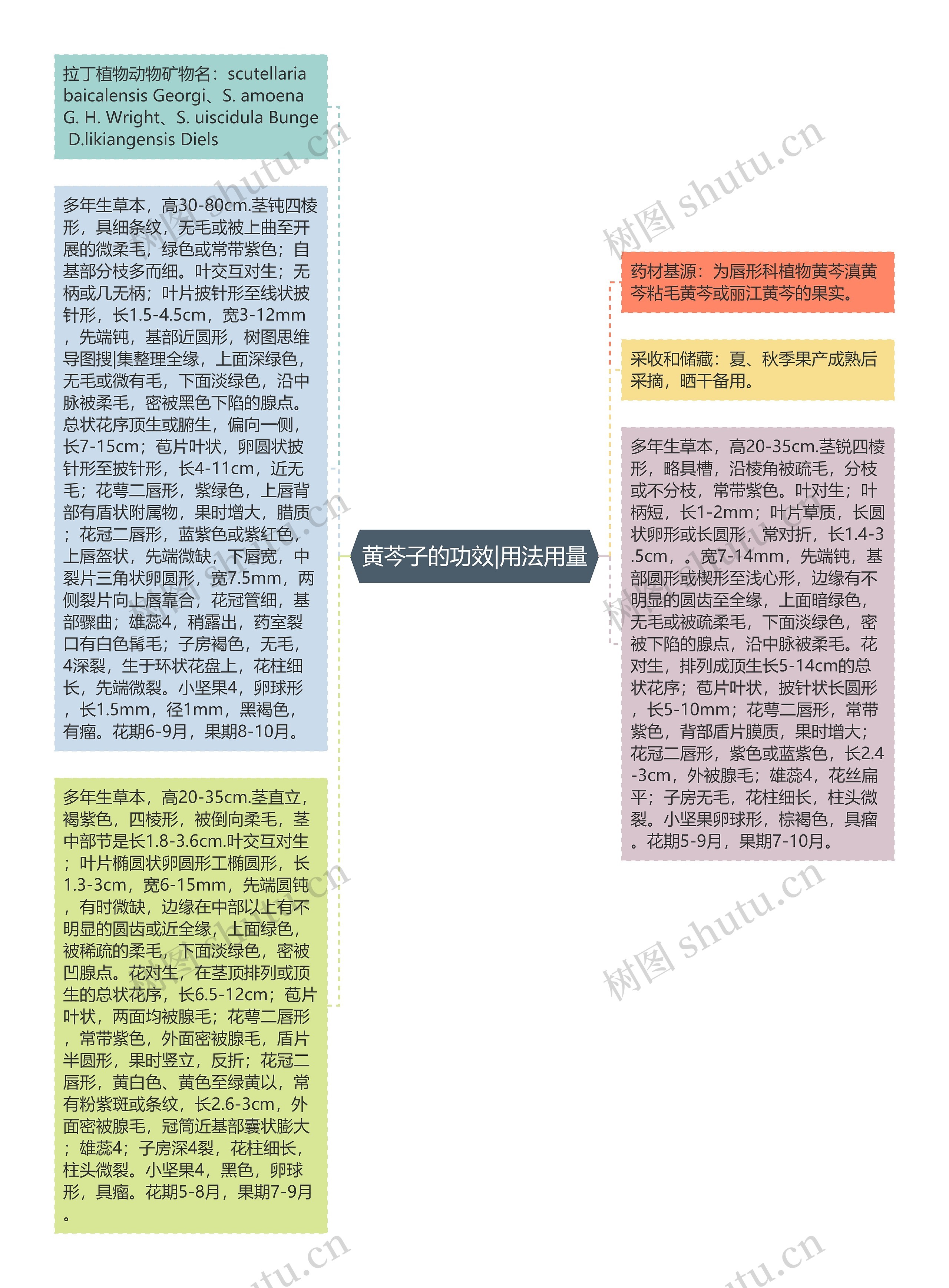 黄芩子的功效|用法用量思维导图