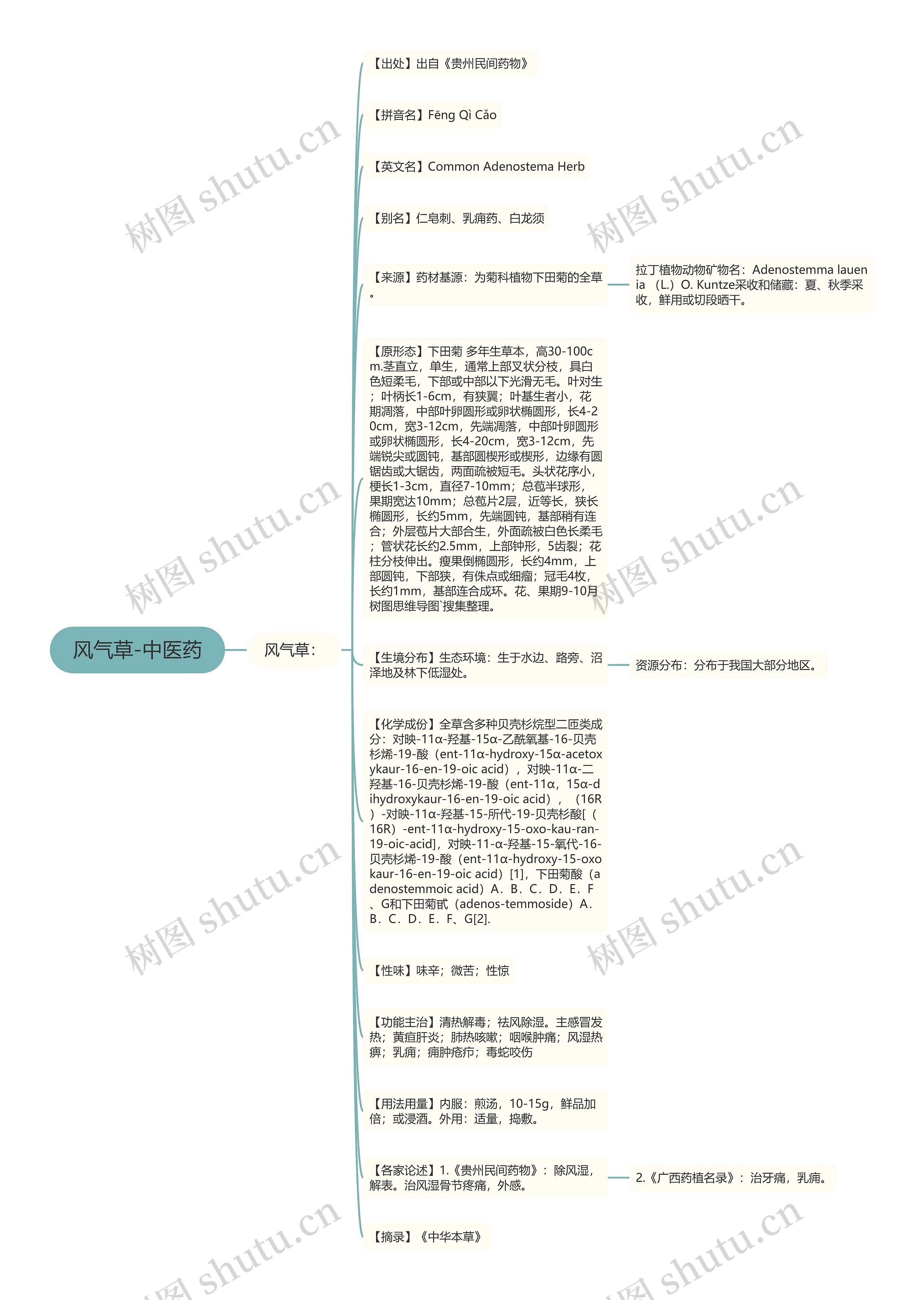 风气草-中医药思维导图