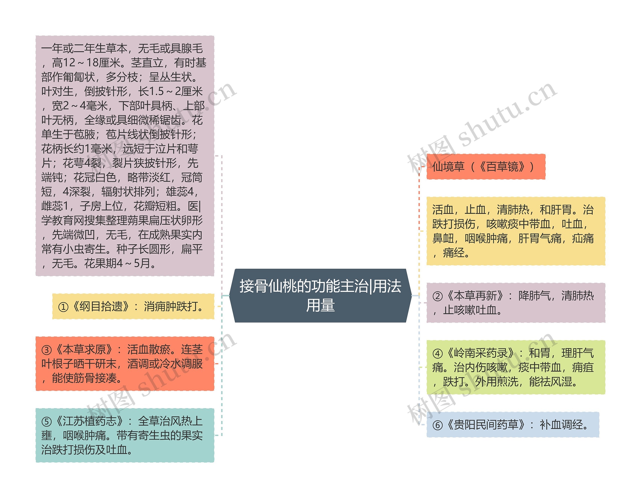 接骨仙桃的功能主治|用法用量思维导图