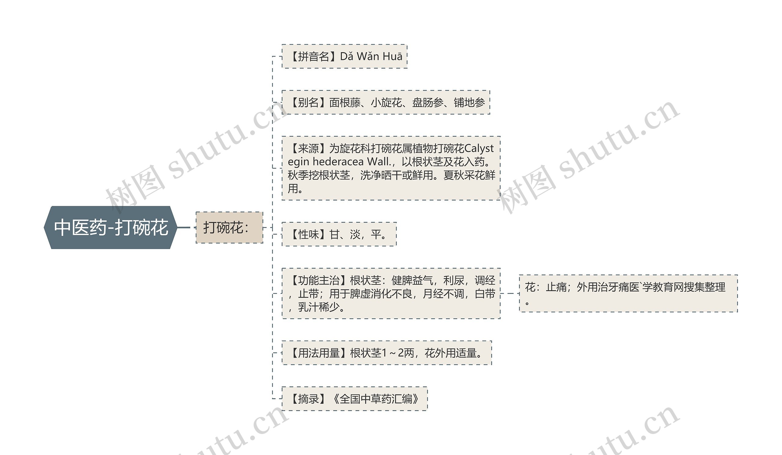 中医药-打碗花思维导图