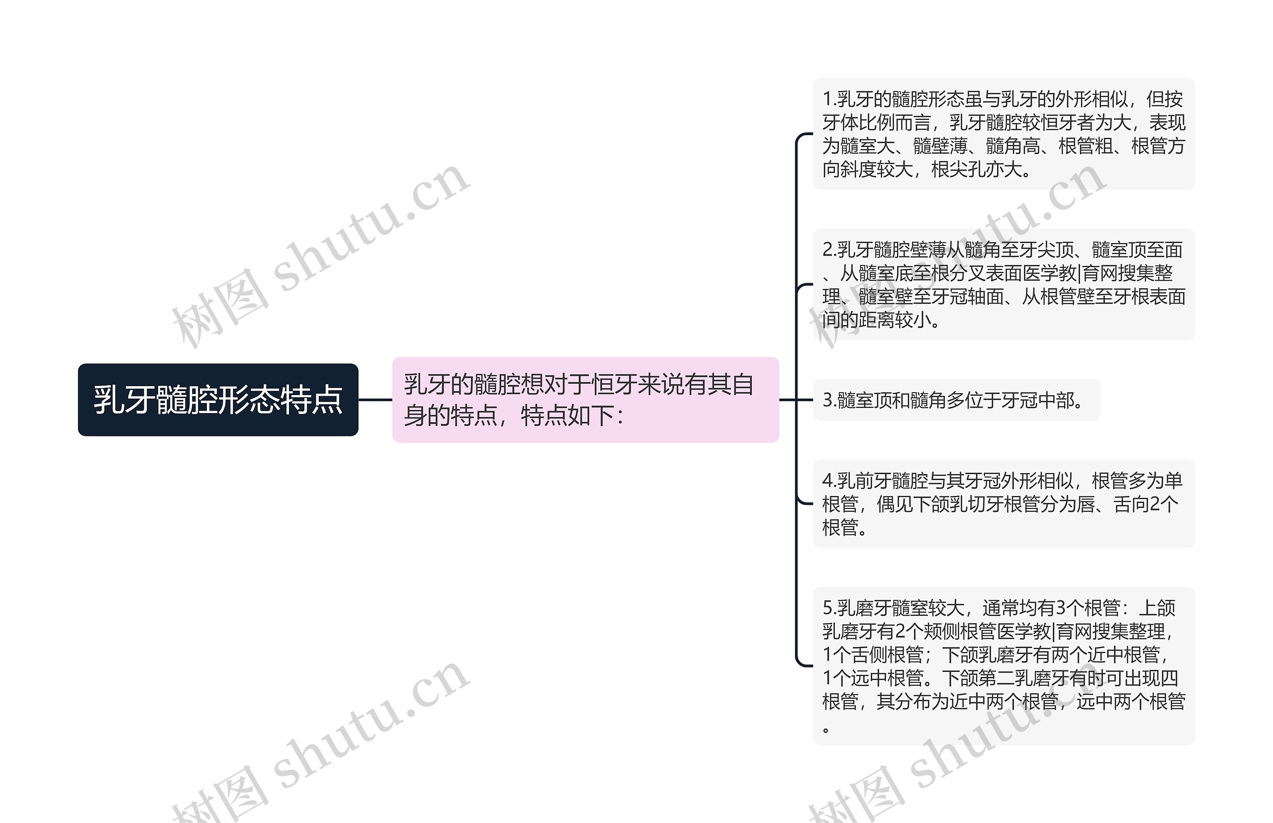 乳牙髓腔形态特点思维导图