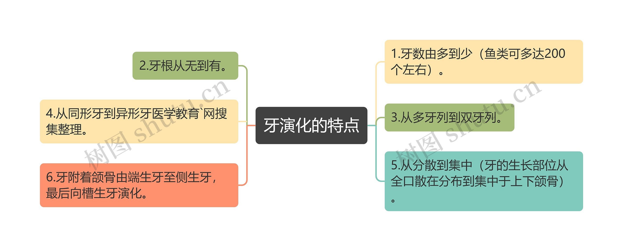 牙演化的特点