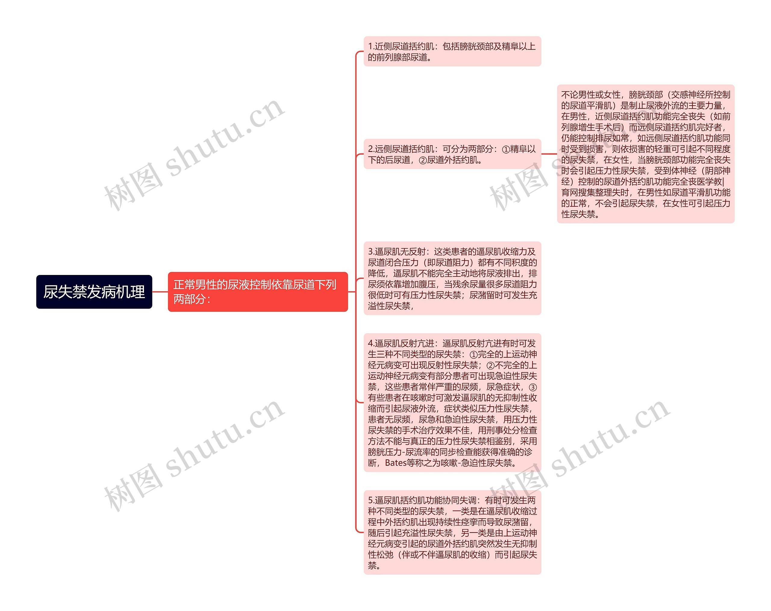 尿失禁发病机理思维导图