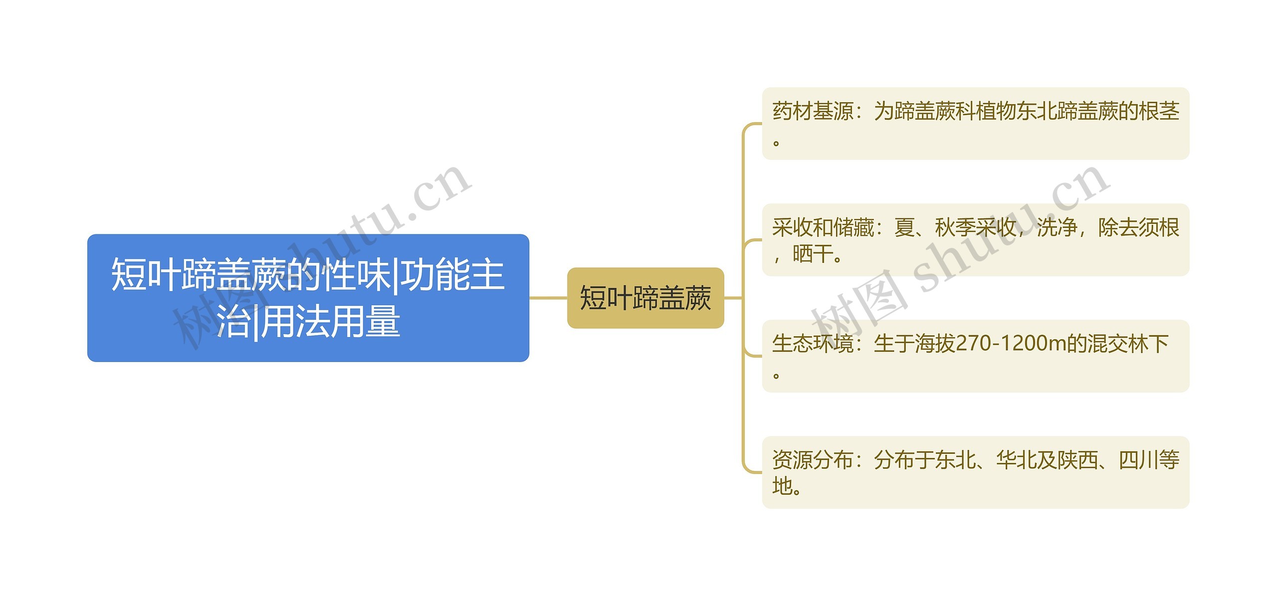 短叶蹄盖蕨的性味|功能主治|用法用量