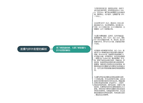 胆囊与肝外胆管的解剖