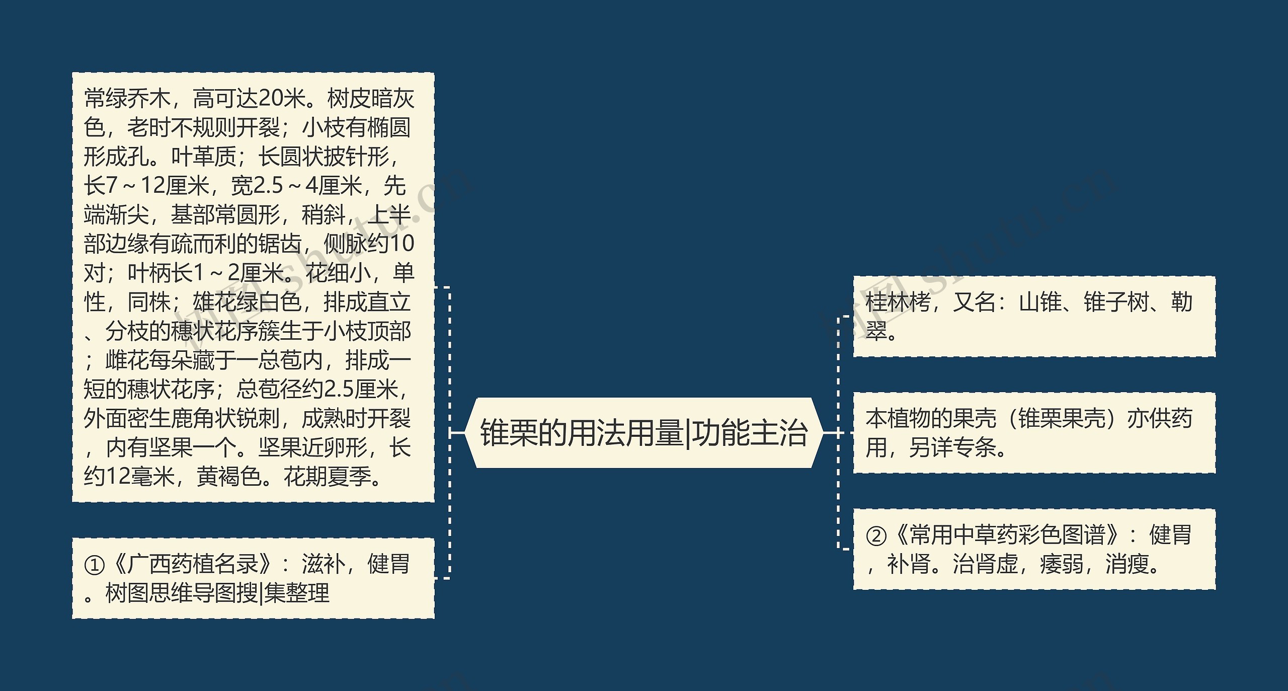 锥栗的用法用量|功能主治思维导图