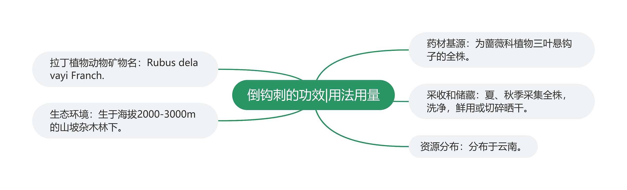 倒钩刺的功效|用法用量