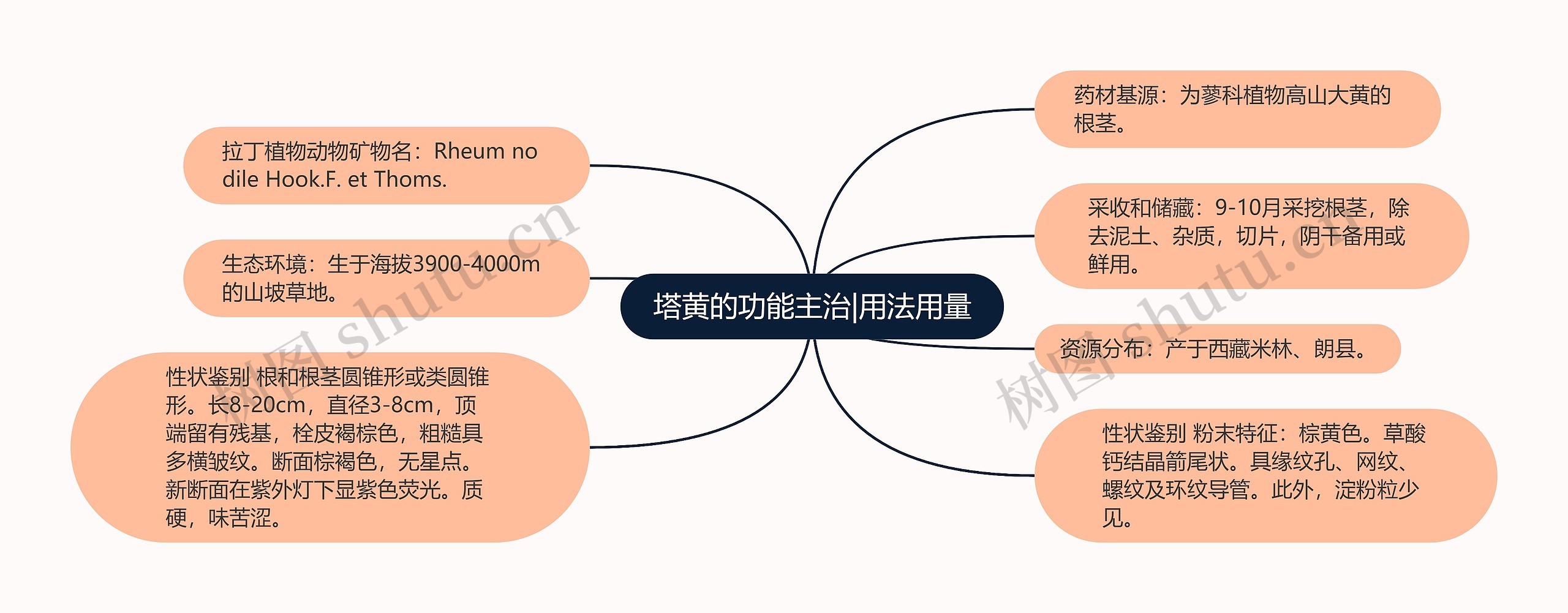 塔黄的功能主治|用法用量思维导图