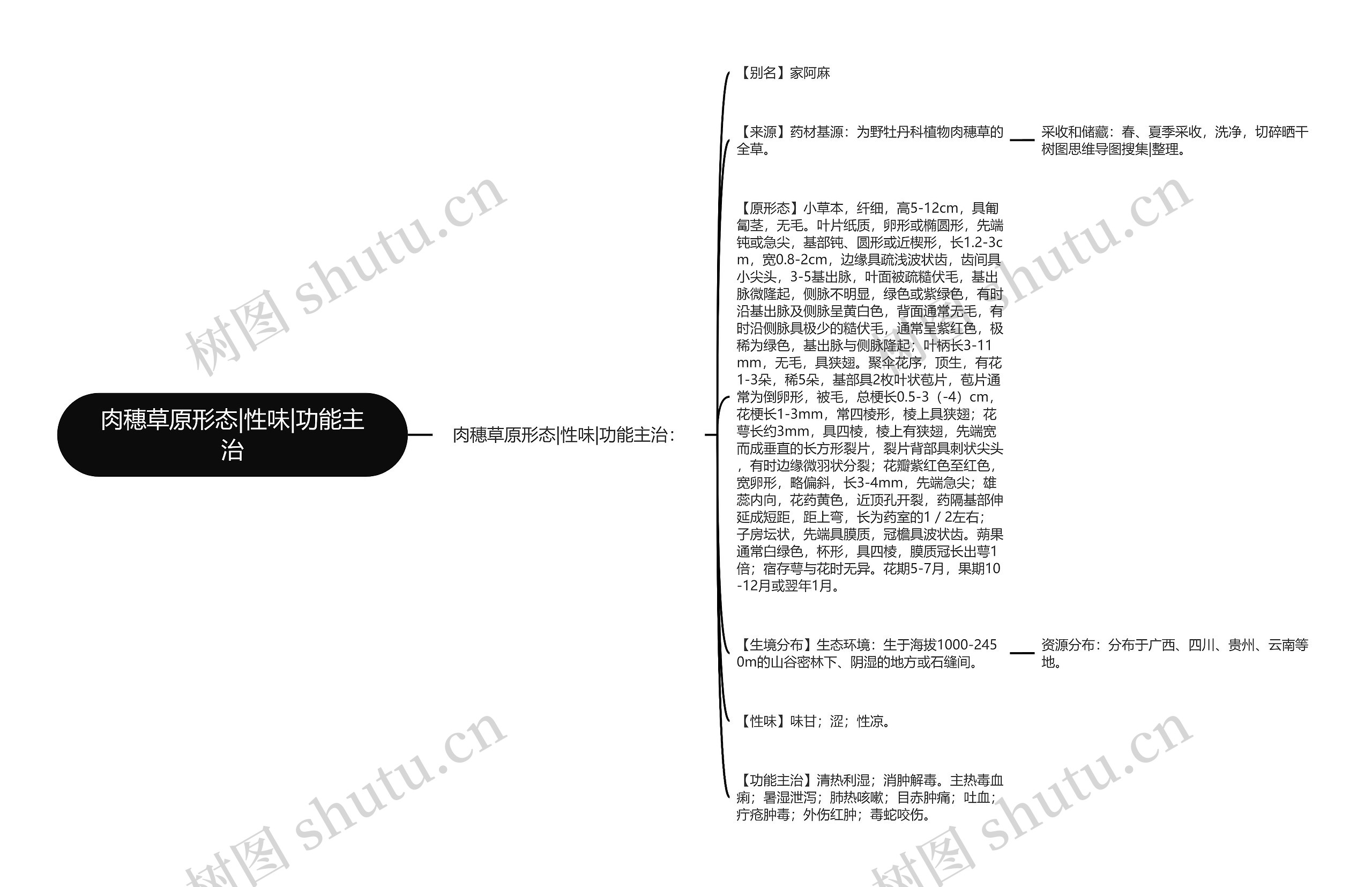 肉穗草原形态|性味|功能主治思维导图