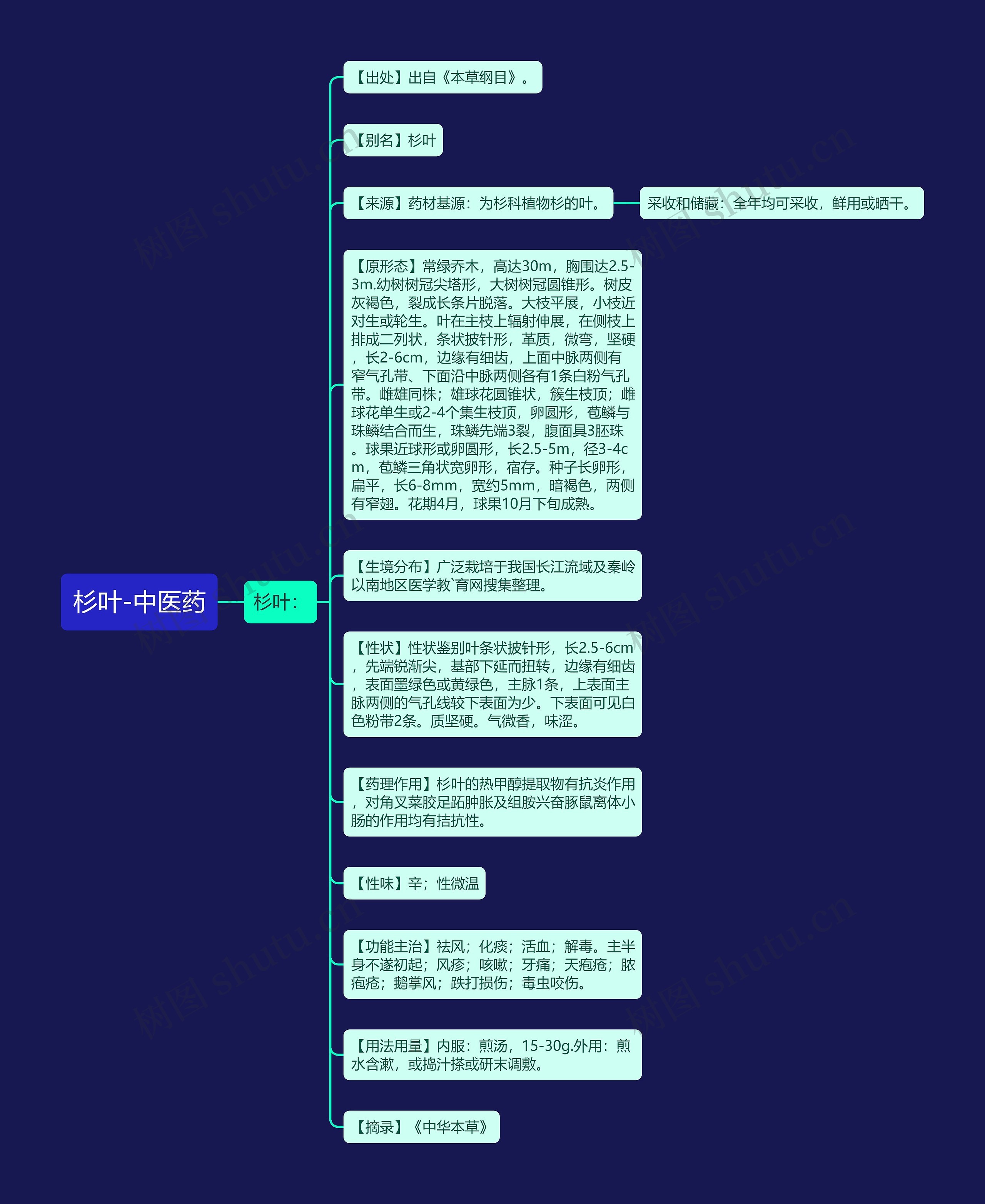 杉叶-中医药思维导图