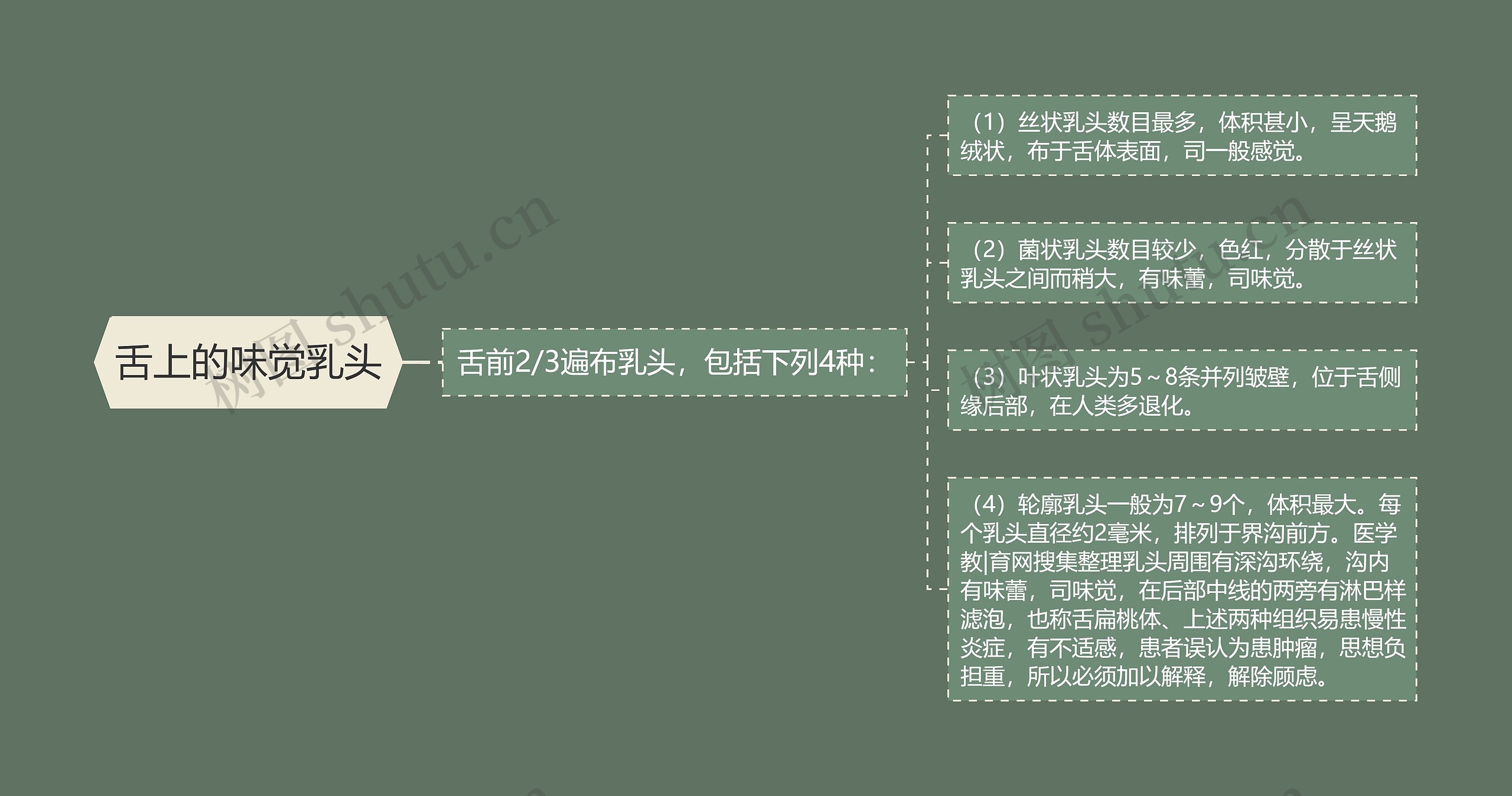 舌上的味觉乳头 舌上的味觉乳头