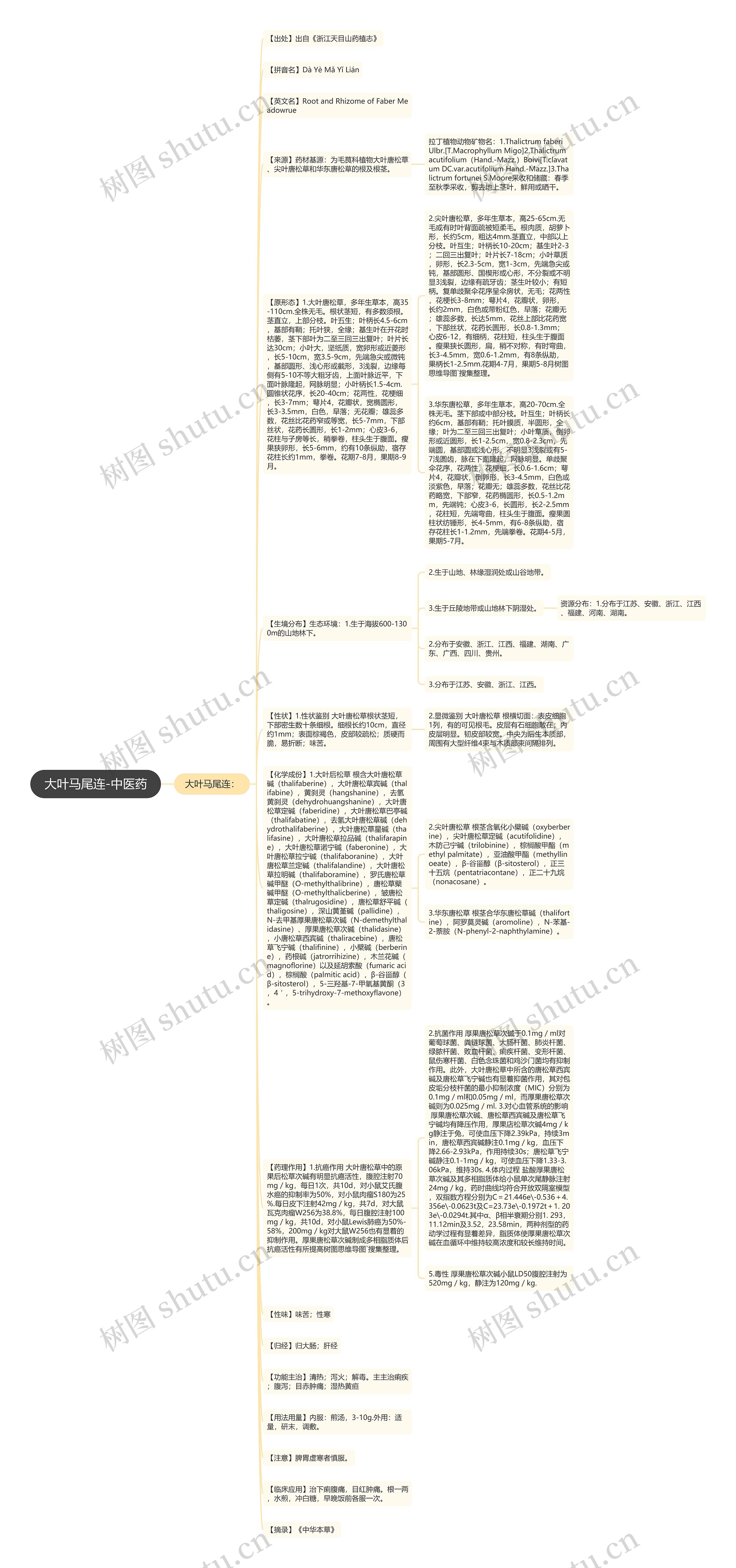 大叶马尾连-中医药思维导图