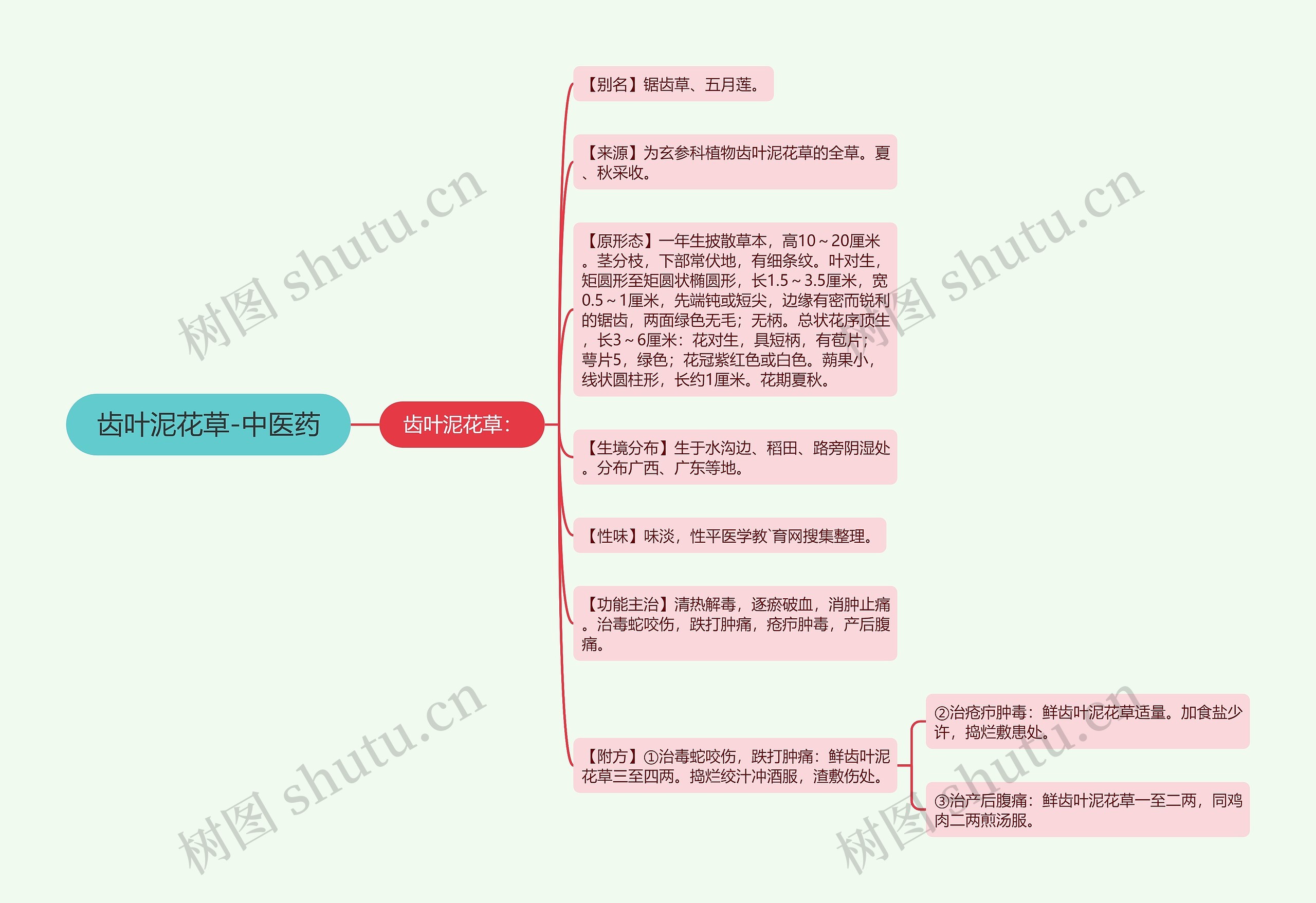 齿叶泥花草-中医药思维导图