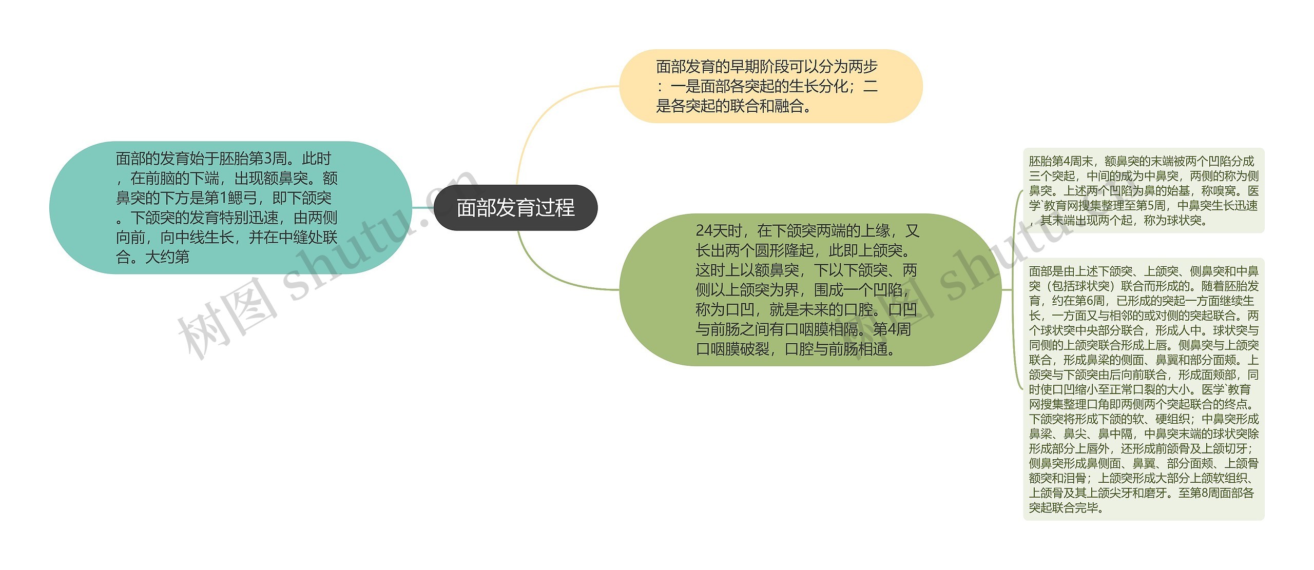 面部发育过程思维导图