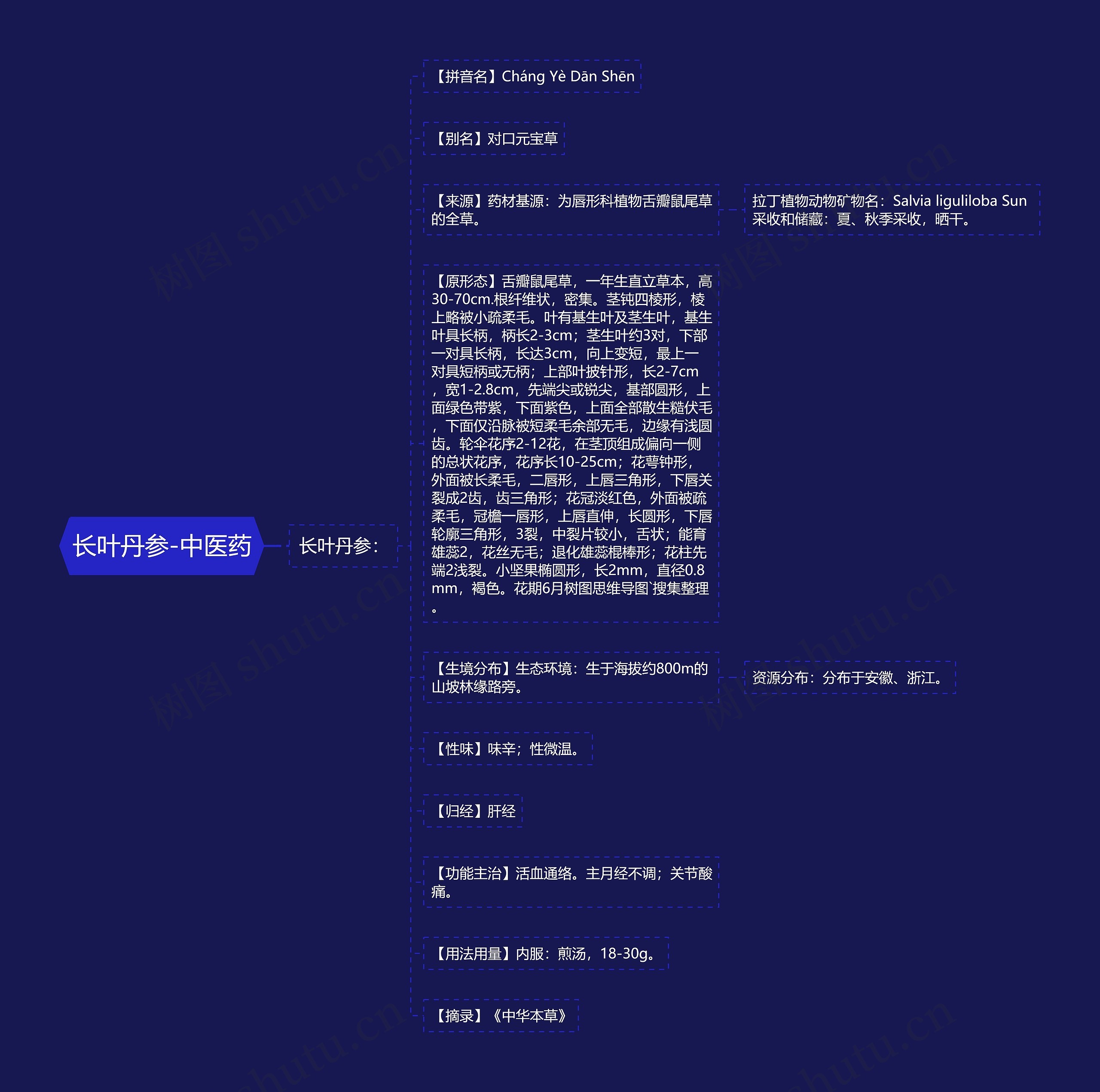 长叶丹参-中医药思维导图