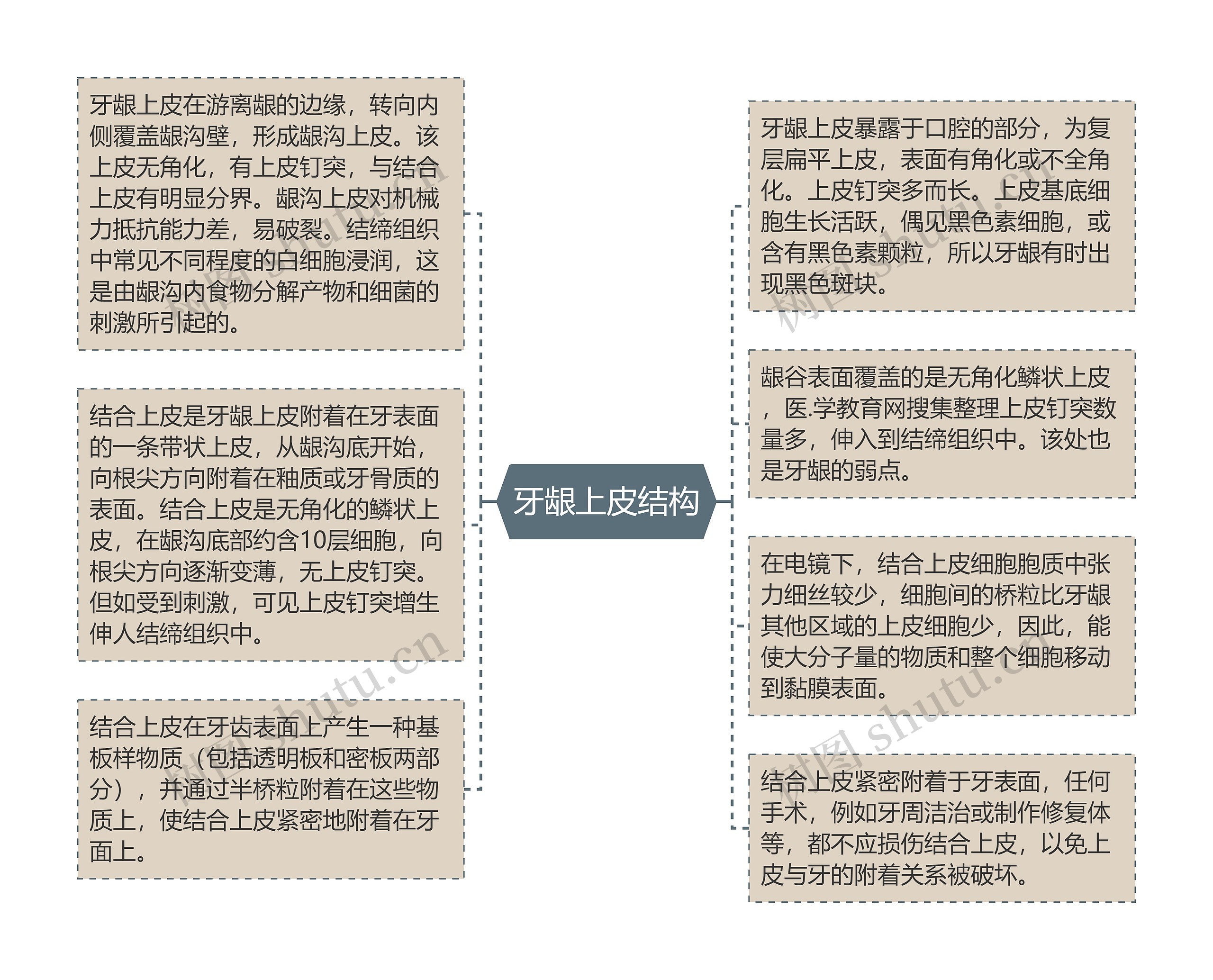 牙龈上皮结构思维导图