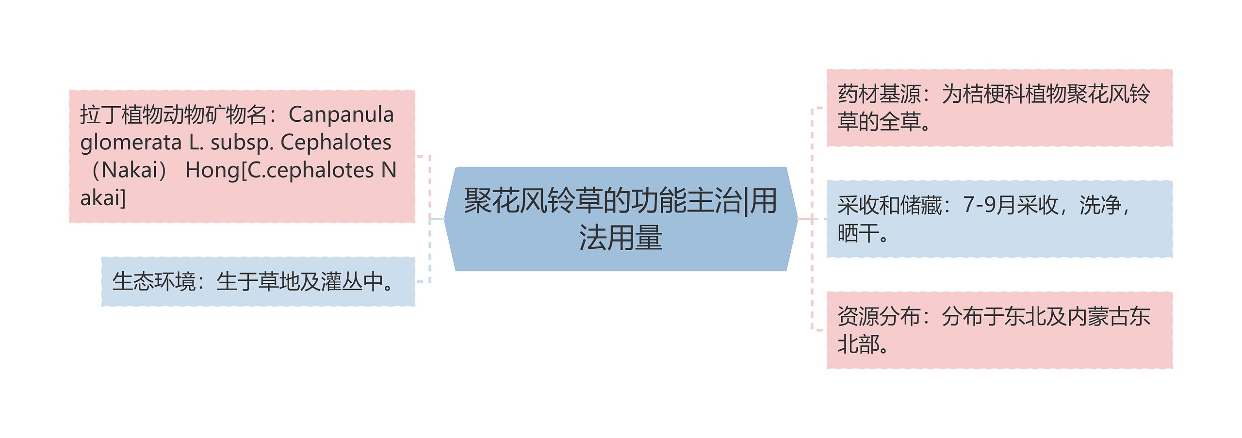 聚花风铃草的功能主治|用法用量思维导图