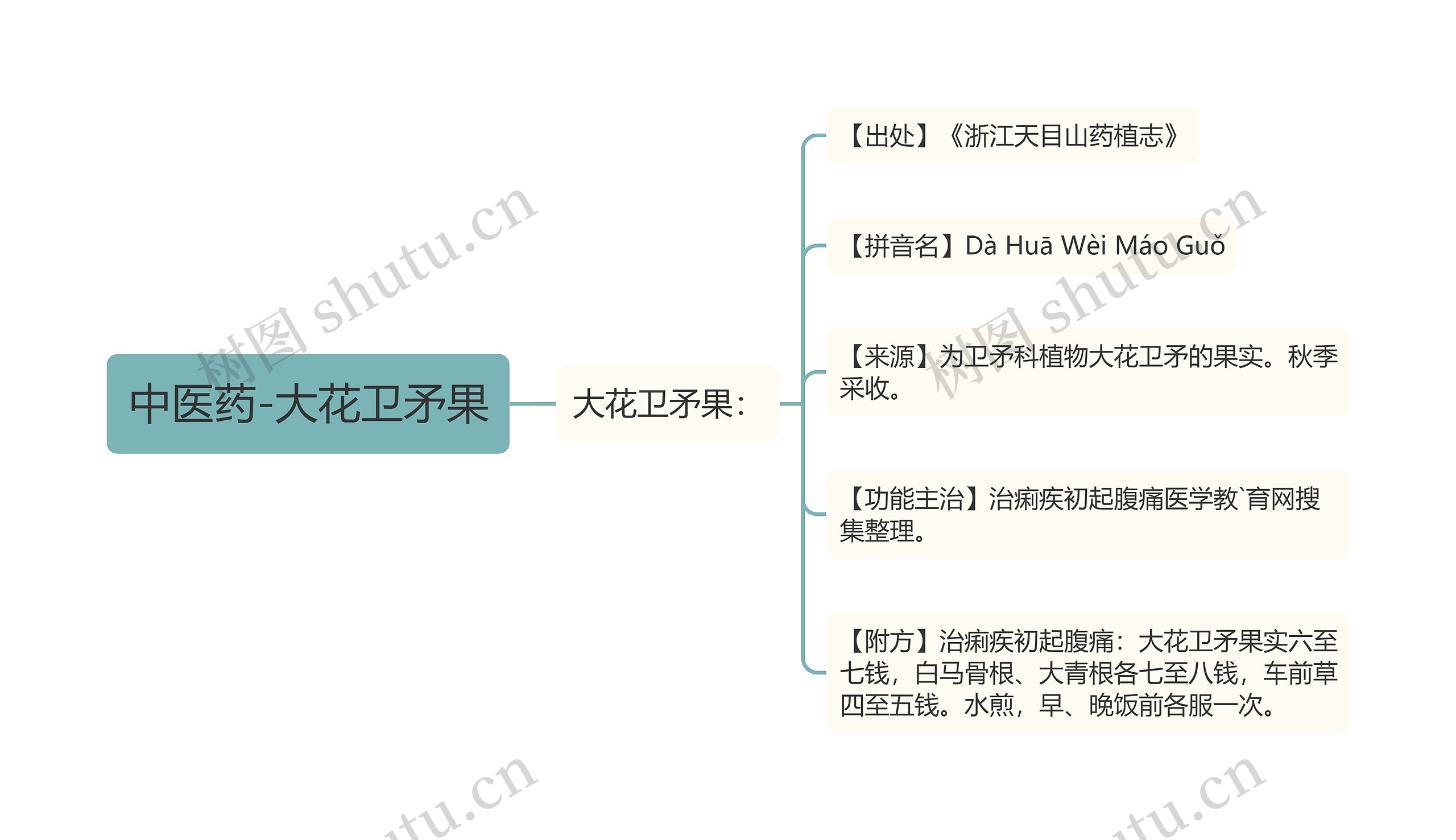 中医药-大花卫矛果 中医药-大花卫矛果